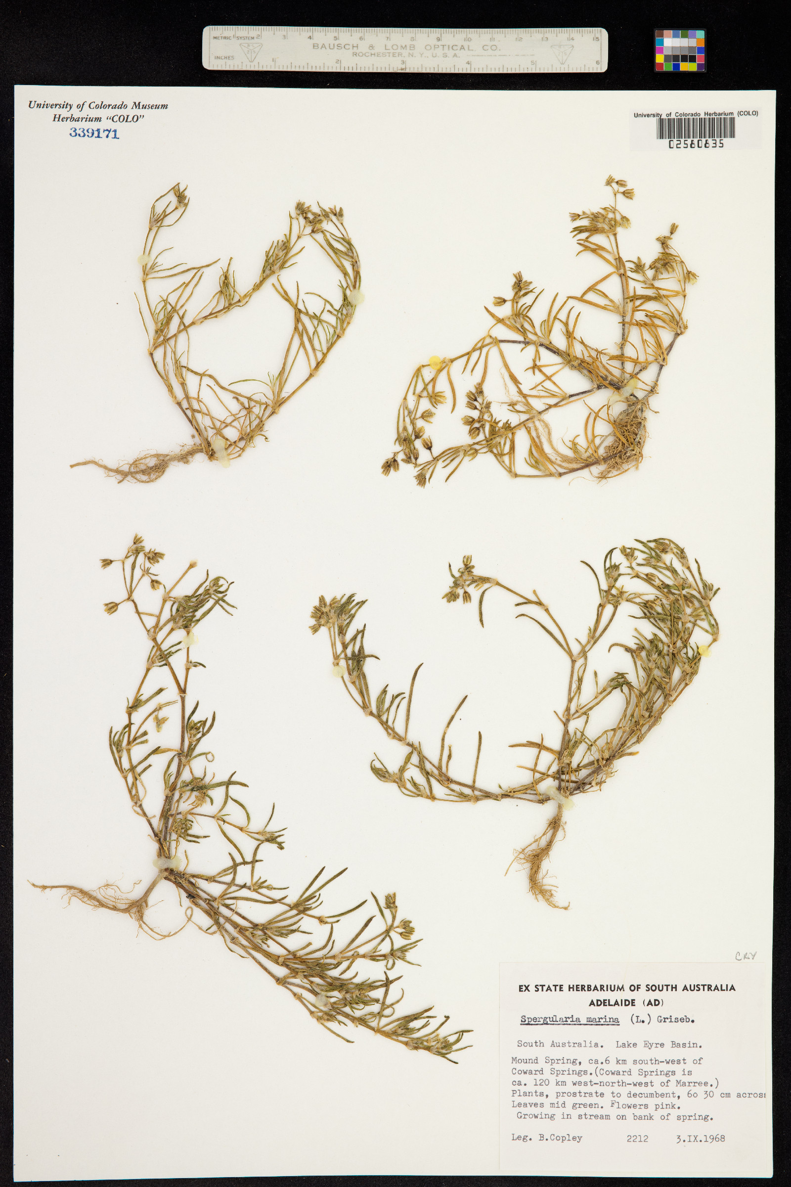 Spergularia marina image