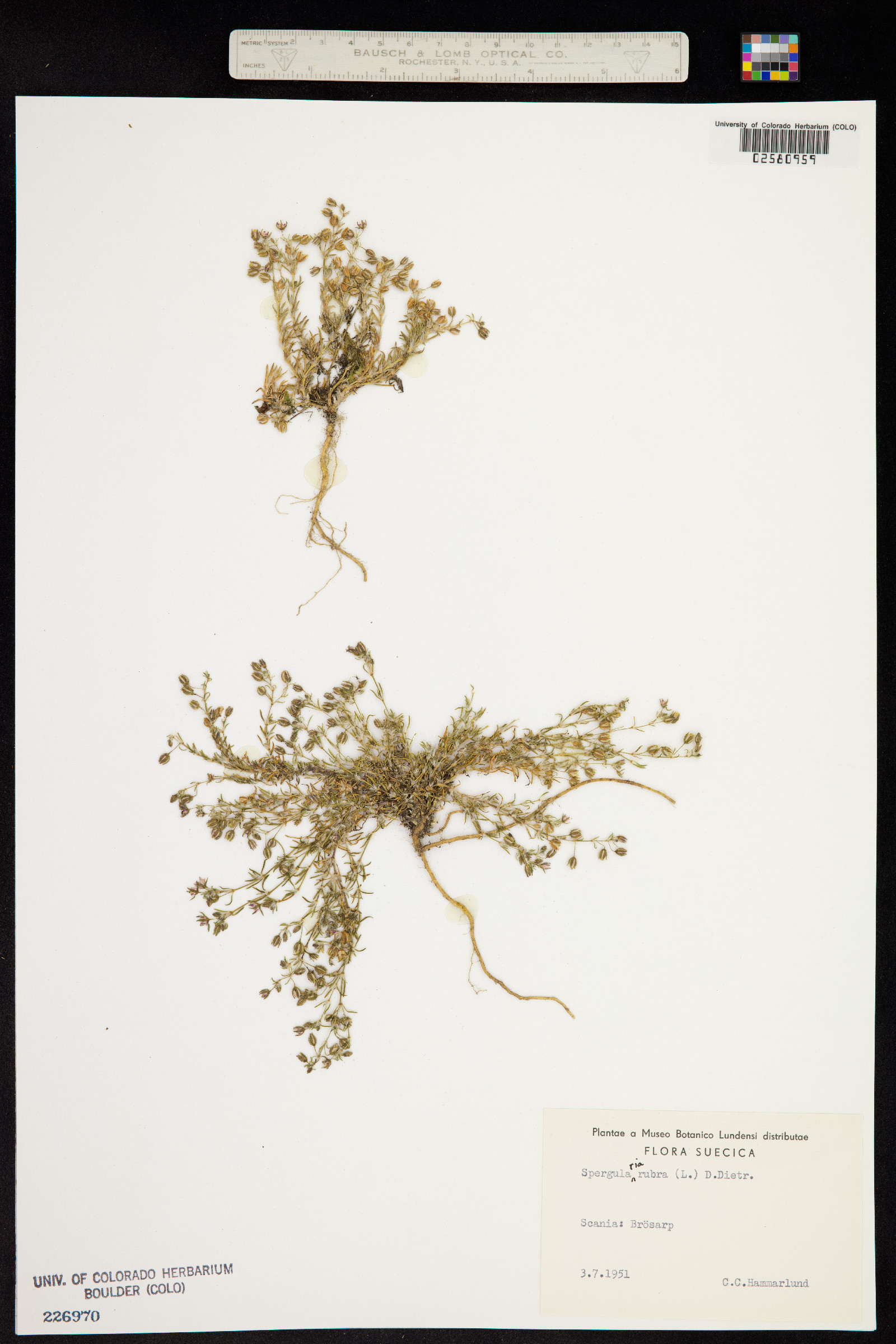 Spergularia rubra image