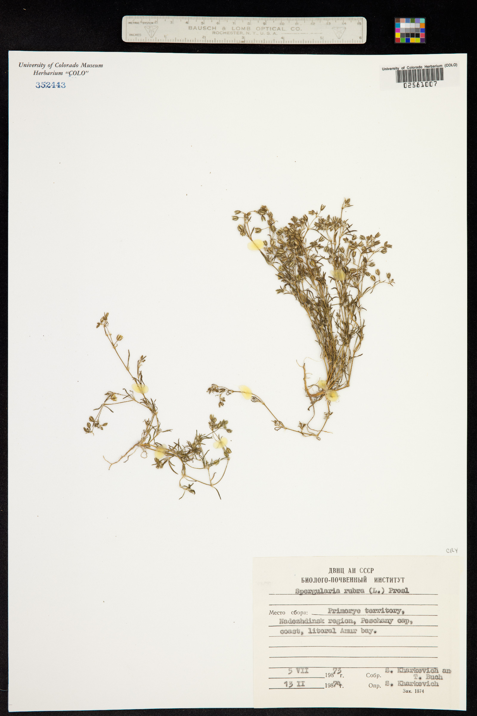Spergularia rubra image