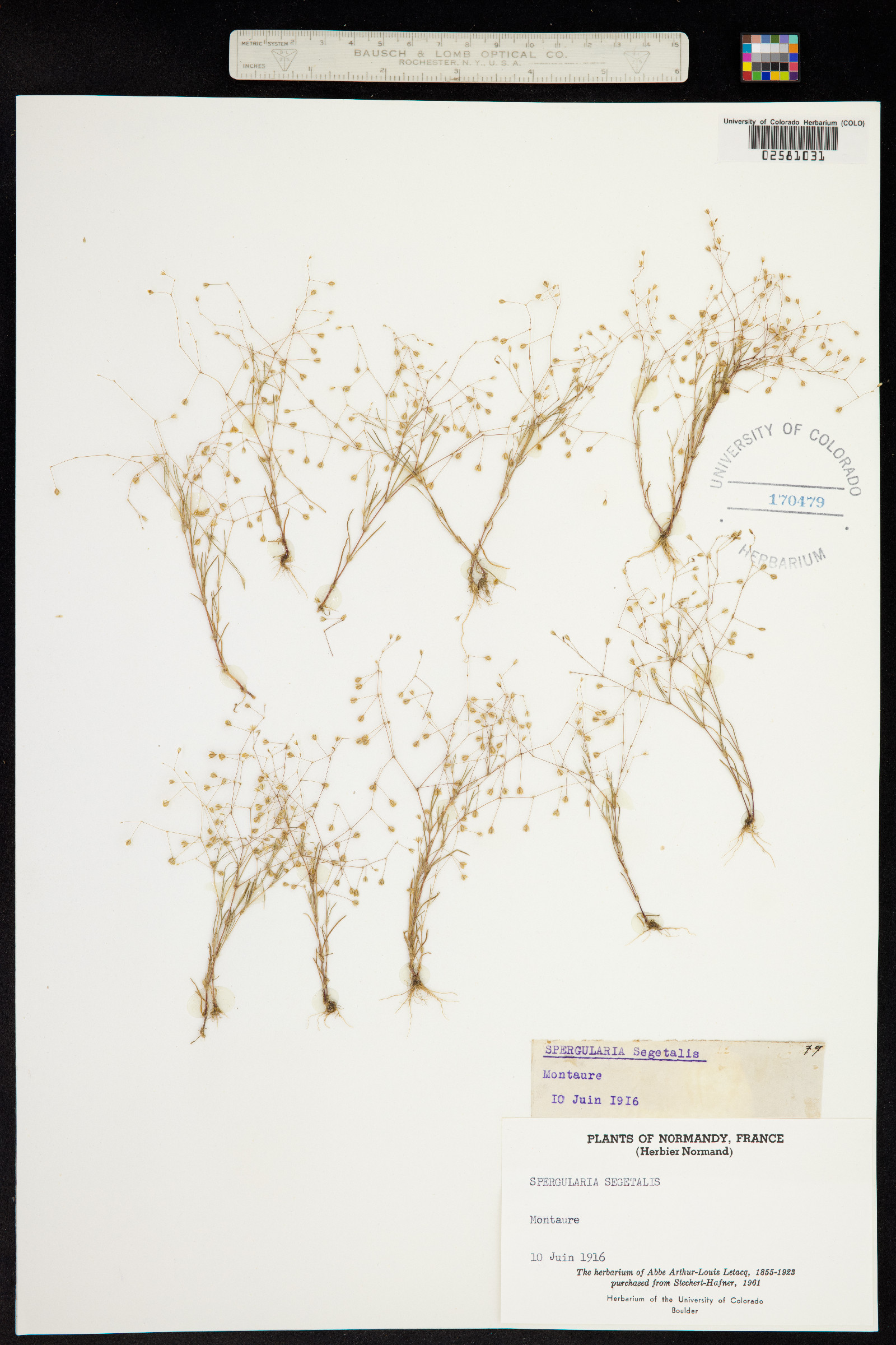 Spergularia segetalis image
