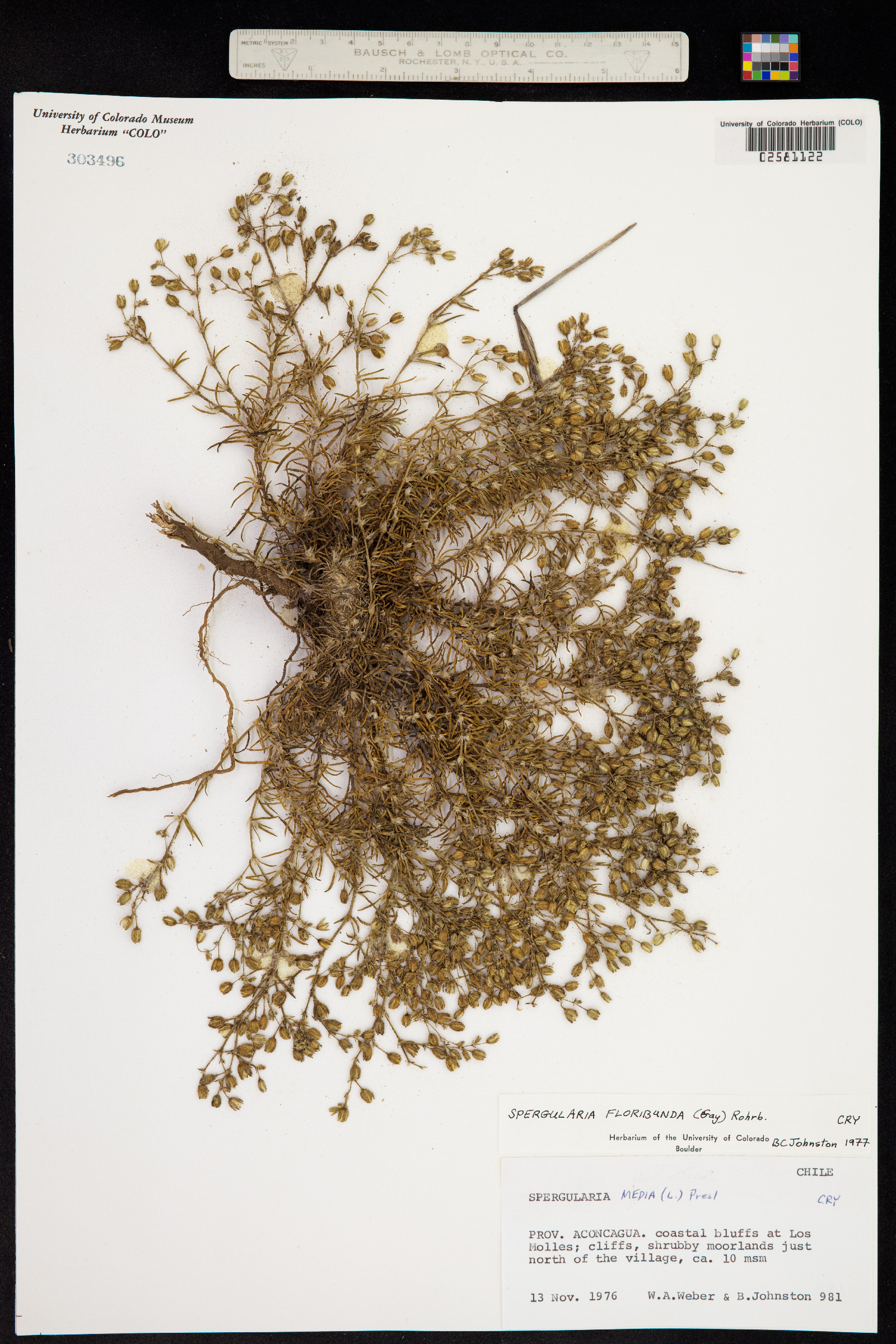 Spergularia media image