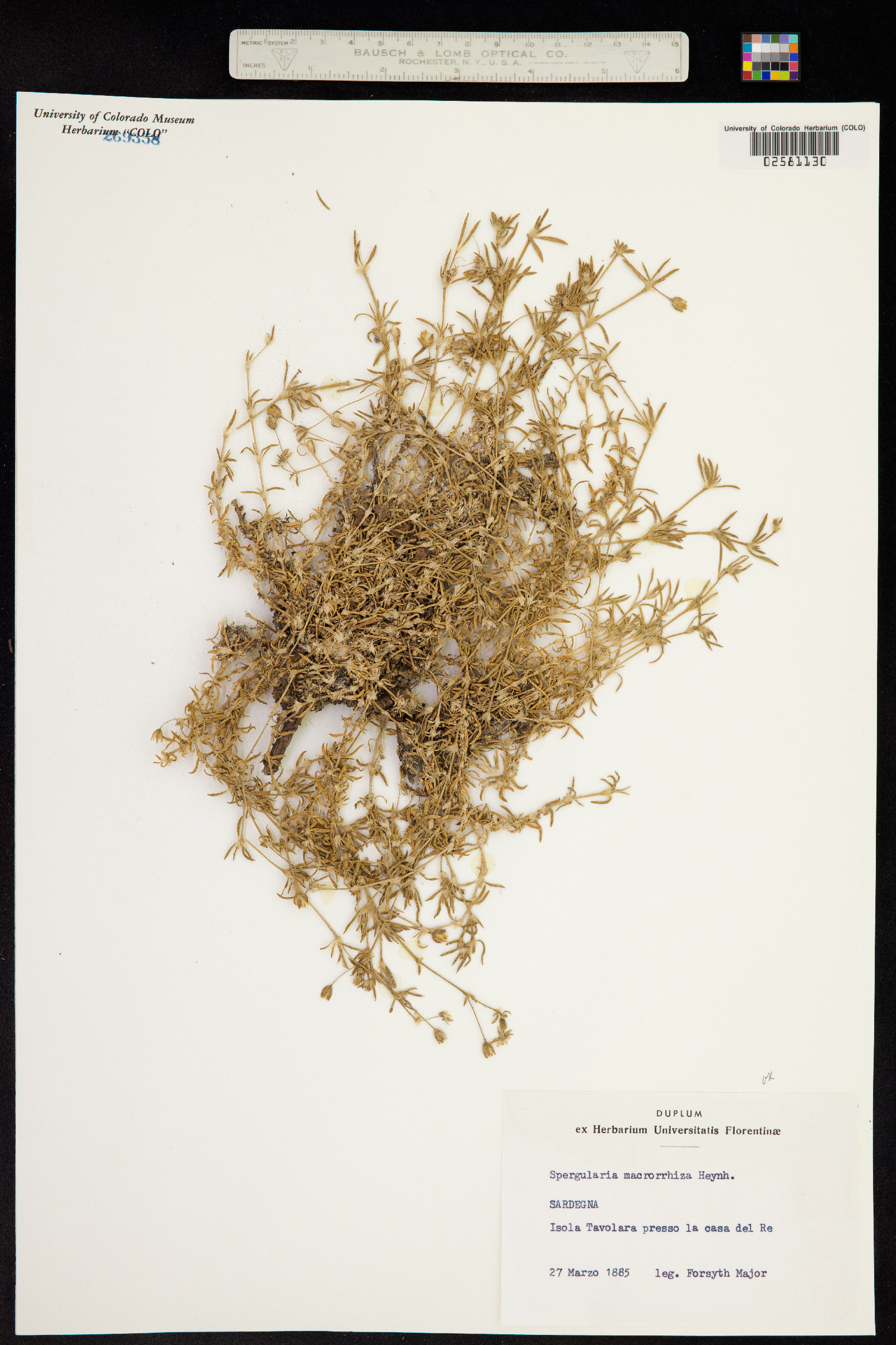 Spergularia macrorrhiza image