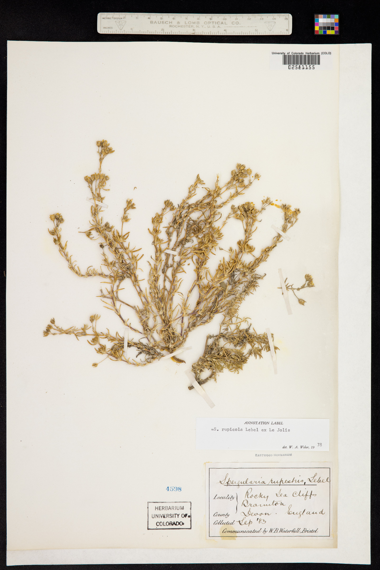 Spergularia rupestris image