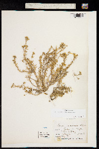 Image of Spergularia rupestris