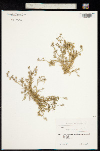 Image of Spergularia salina