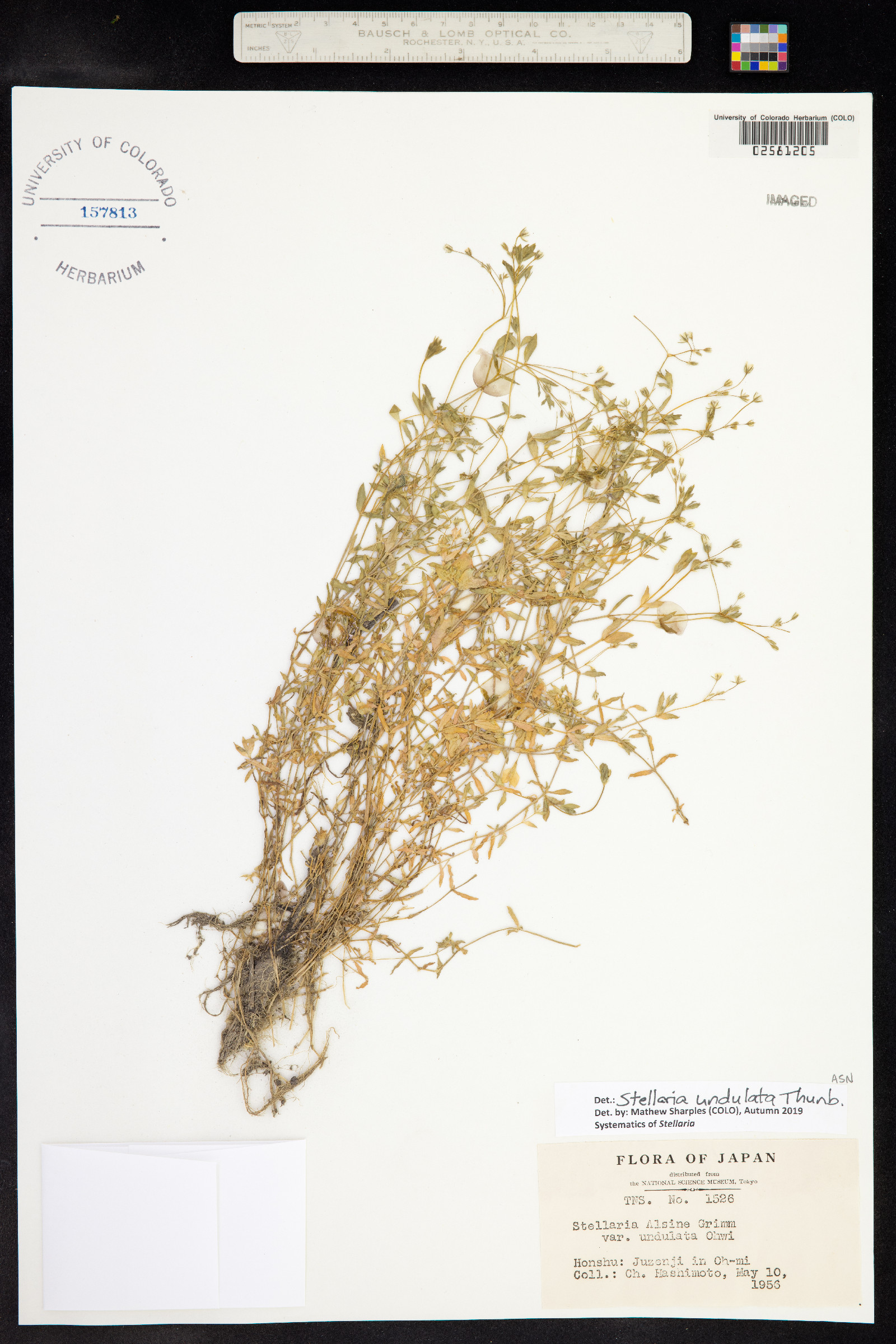 Stellaria undulata image