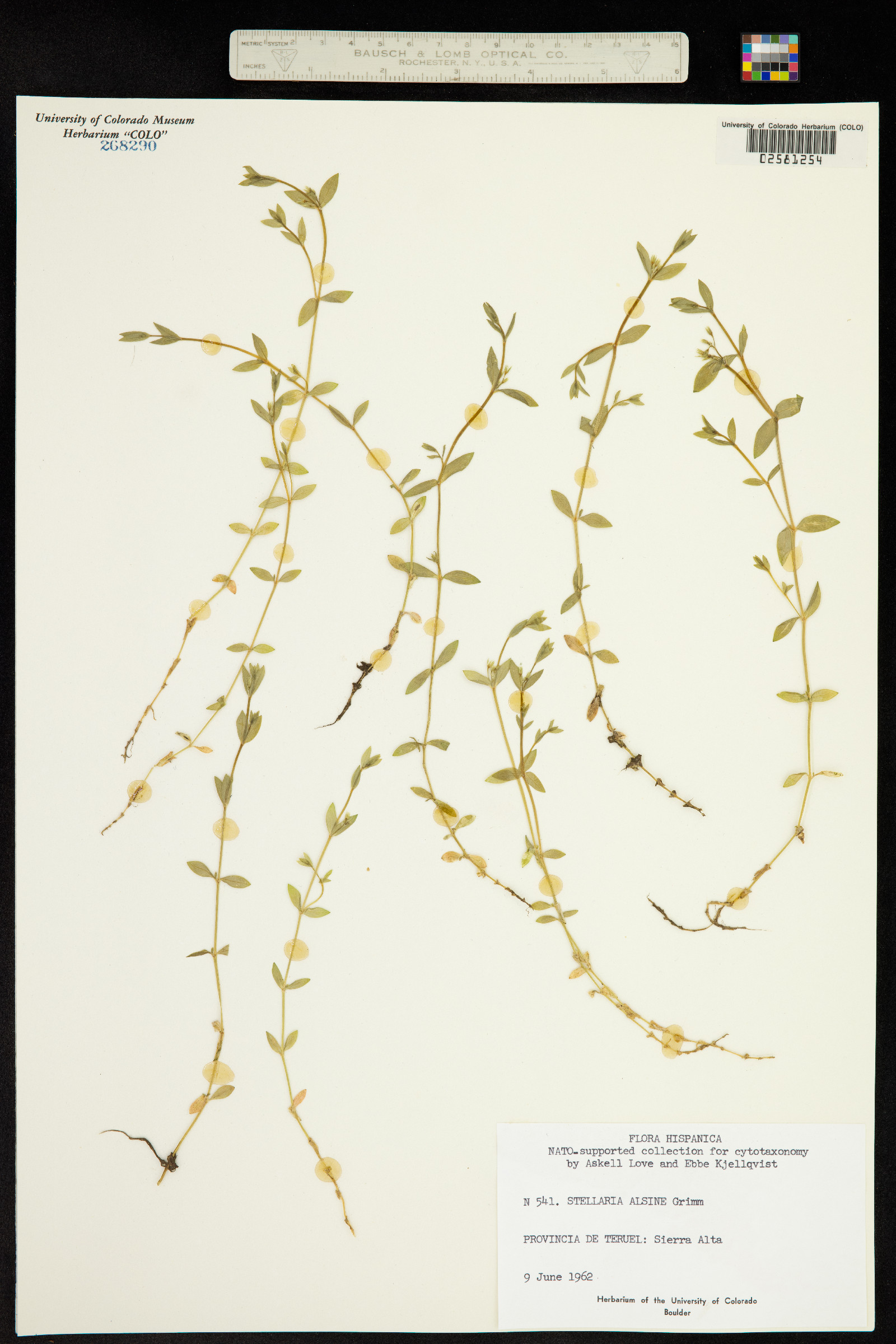 Stellaria alsine image