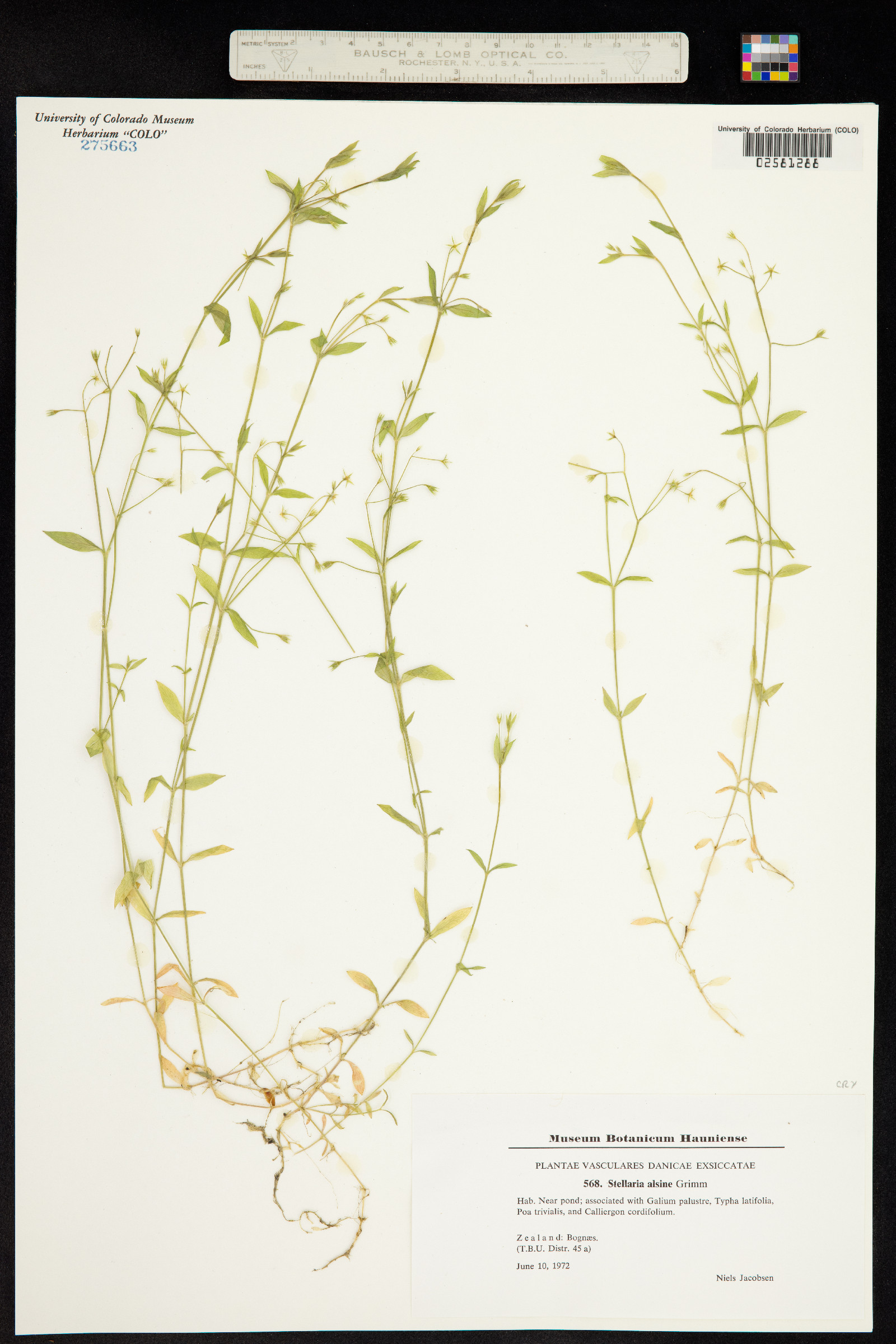 Stellaria alsine image