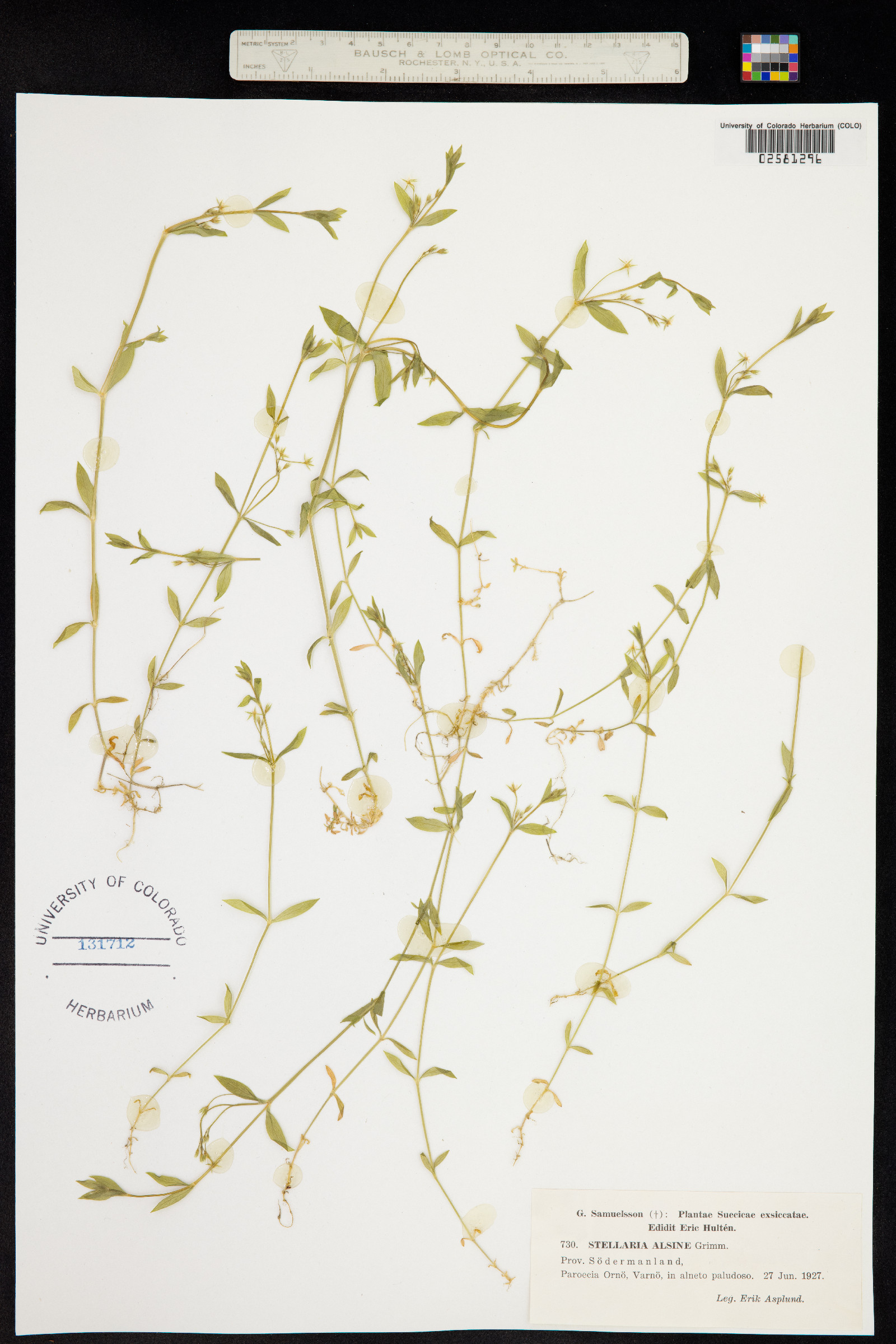 Stellaria alsine image