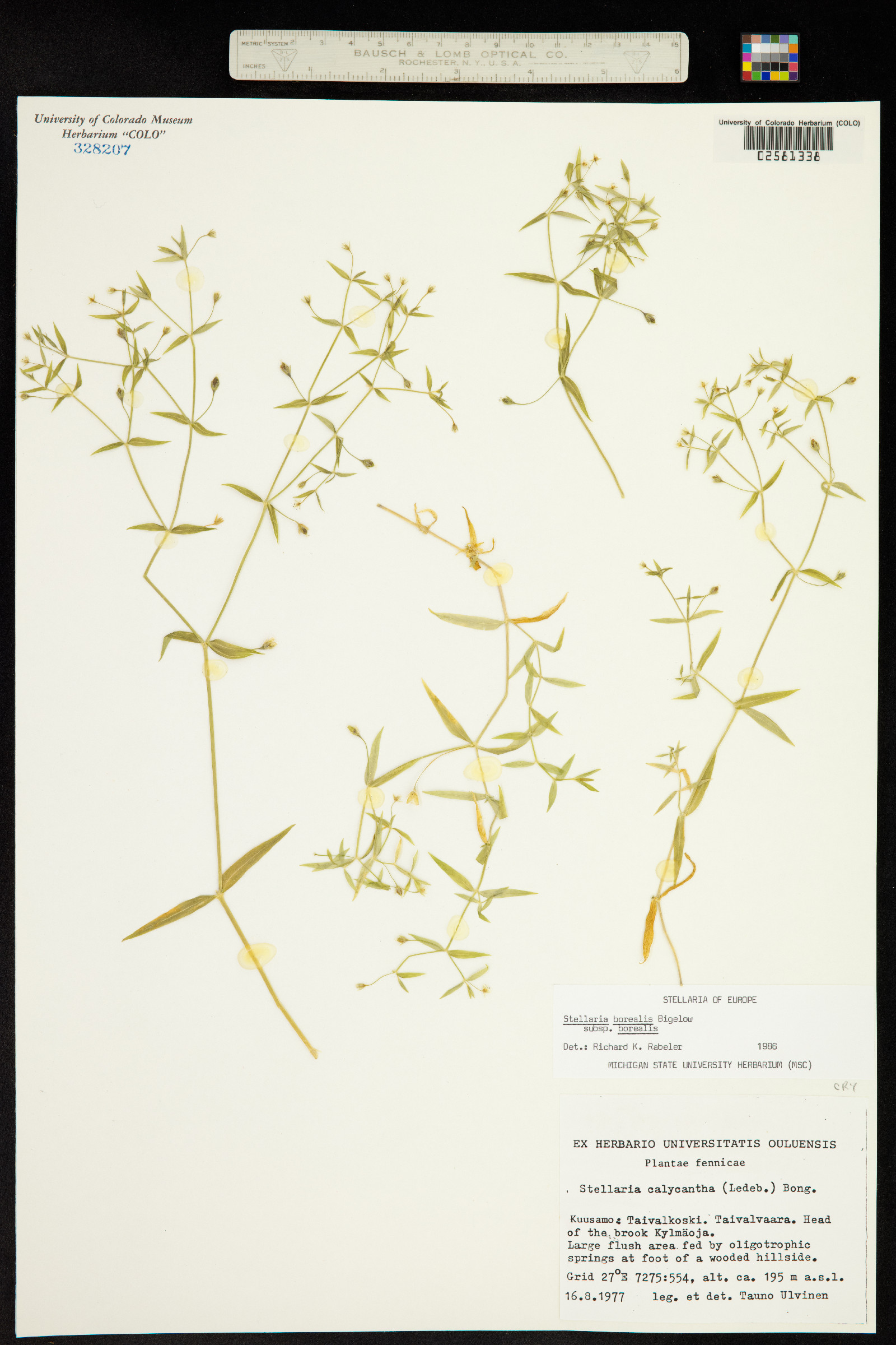 Stellaria borealis image