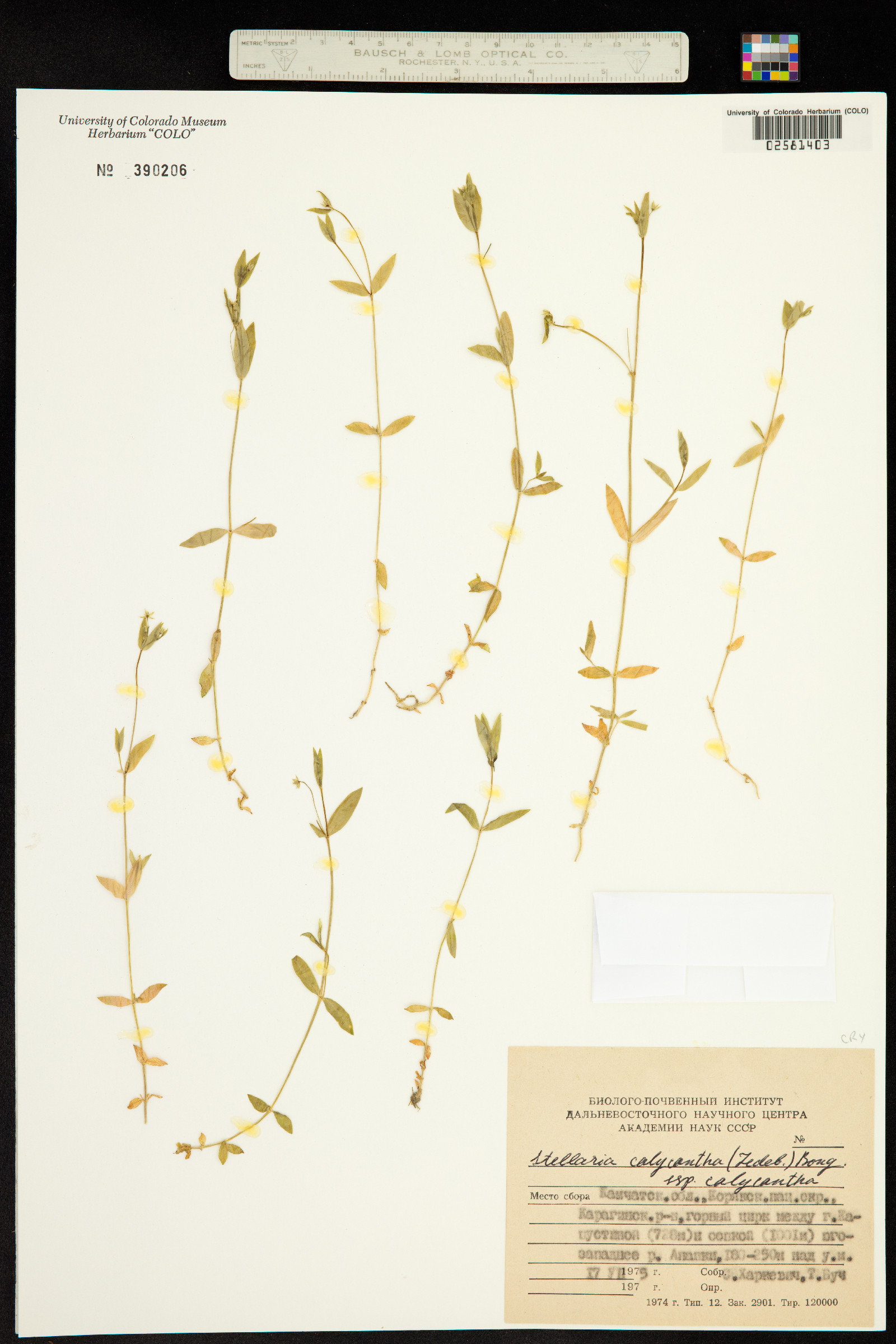 Stellaria calycantha image