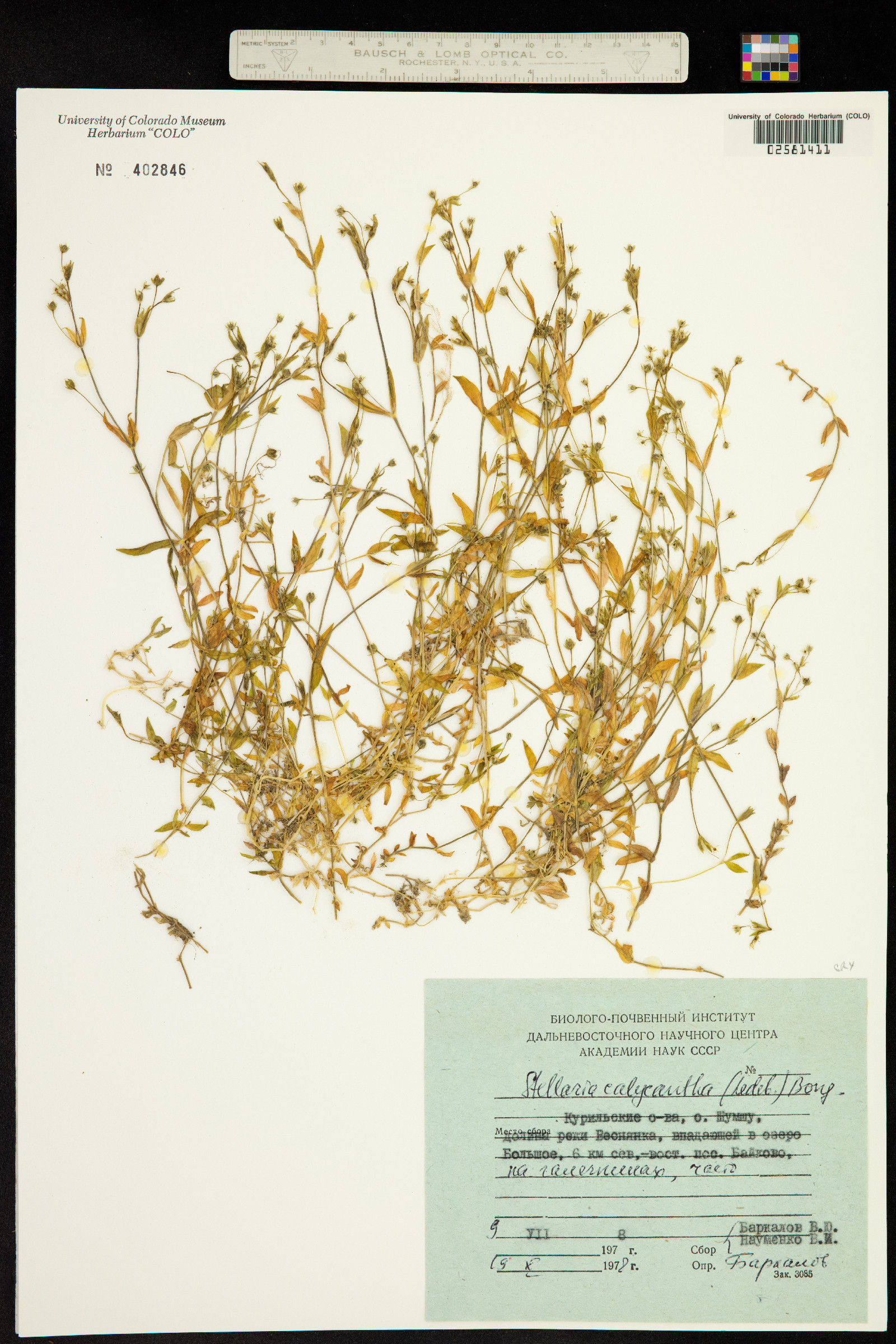 Stellaria calycantha image
