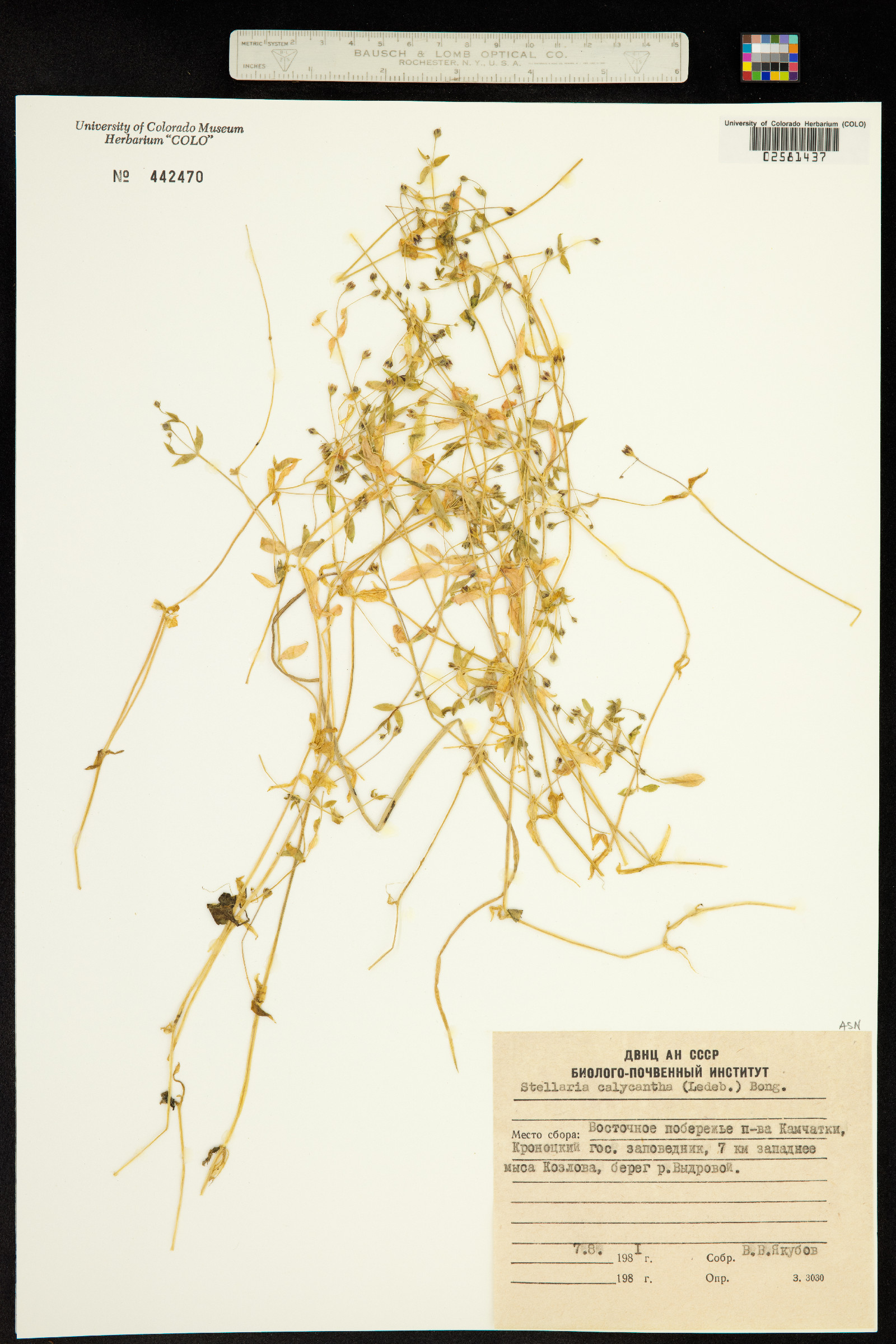 Stellaria calycantha image