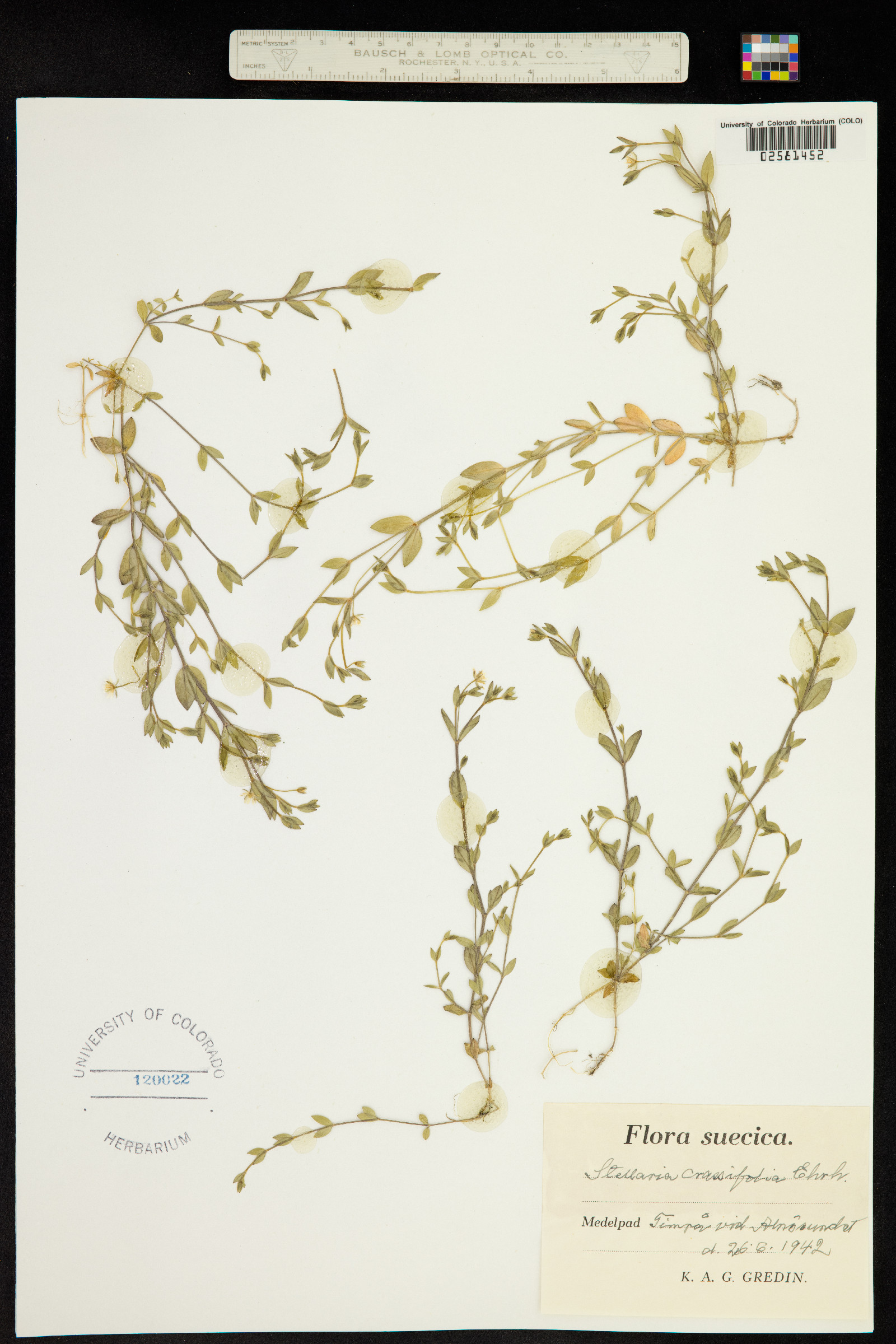 Stellaria crassifolia image