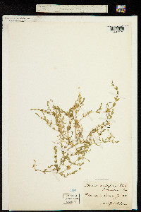 Stellaria crassifolia image