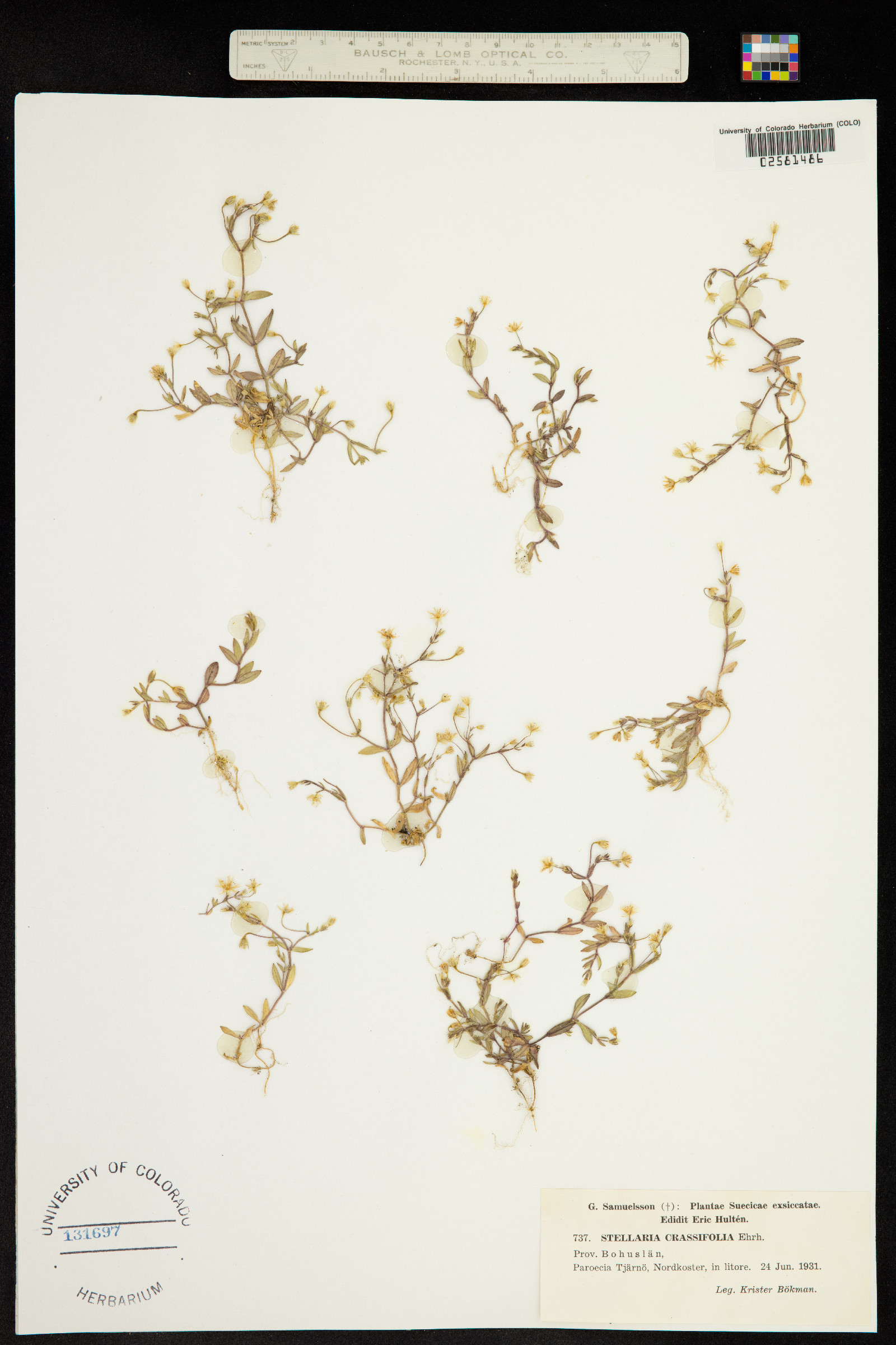 Stellaria crassifolia image