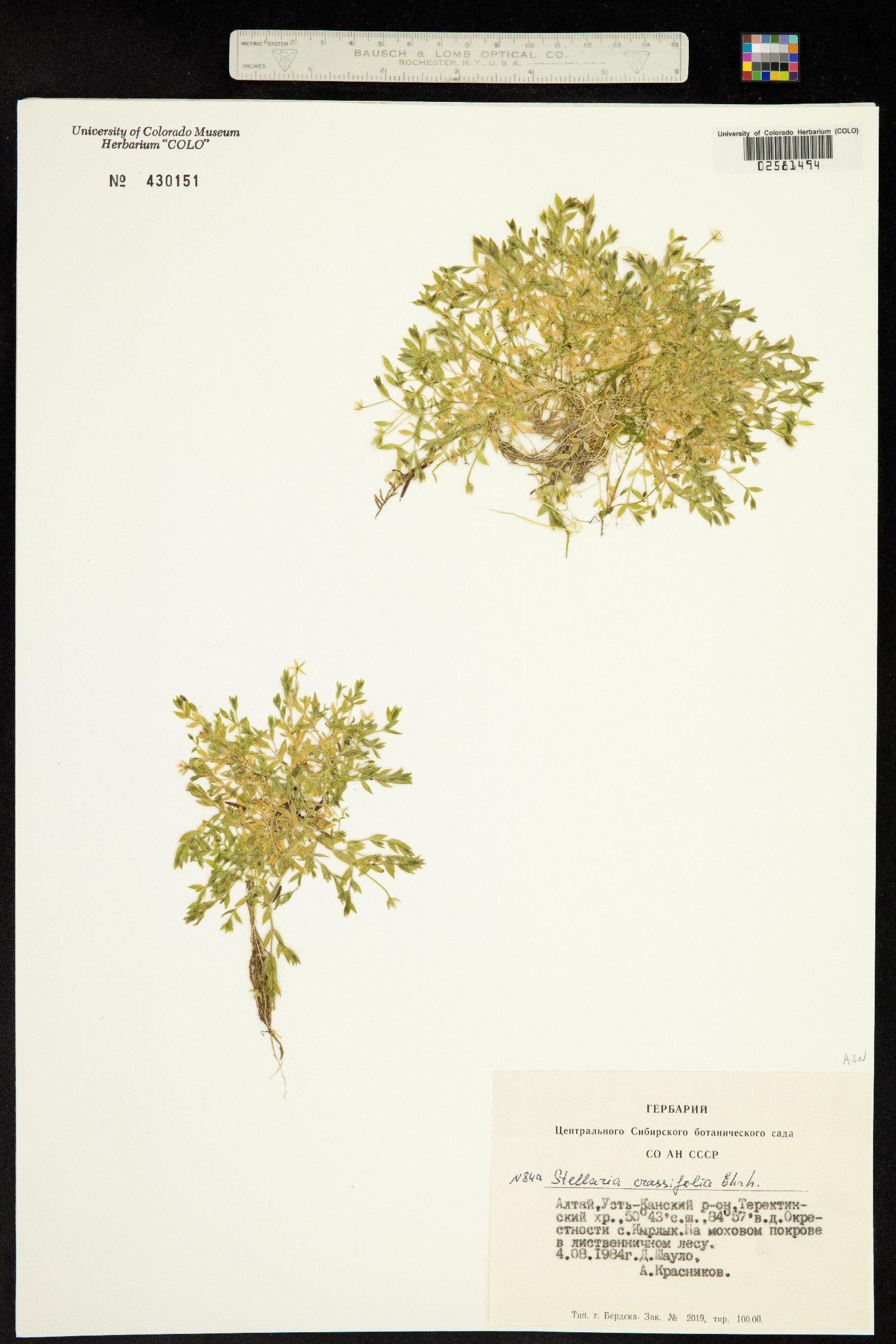 Stellaria crassifolia image
