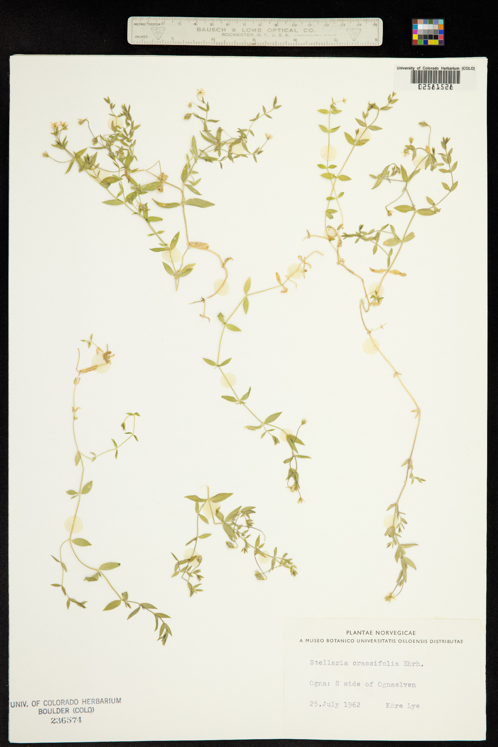 Stellaria crassifolia image