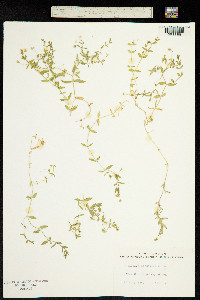 Stellaria crassifolia image