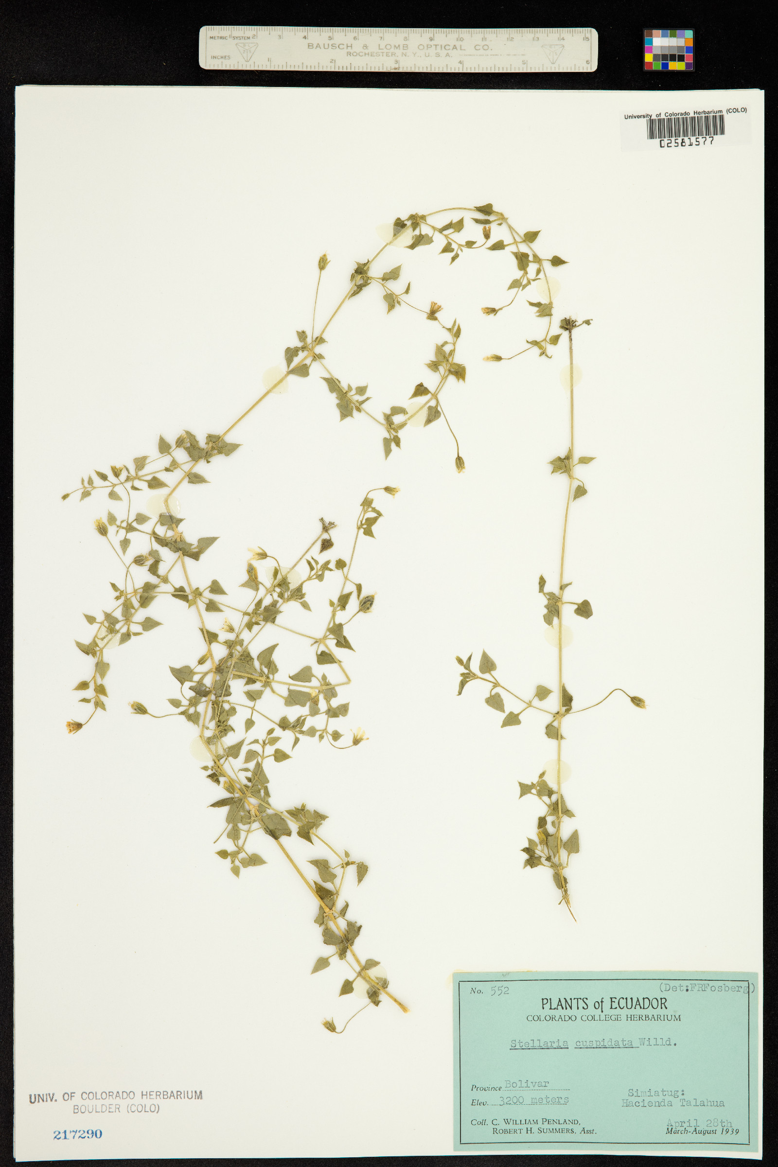 Stellaria cuspidata image