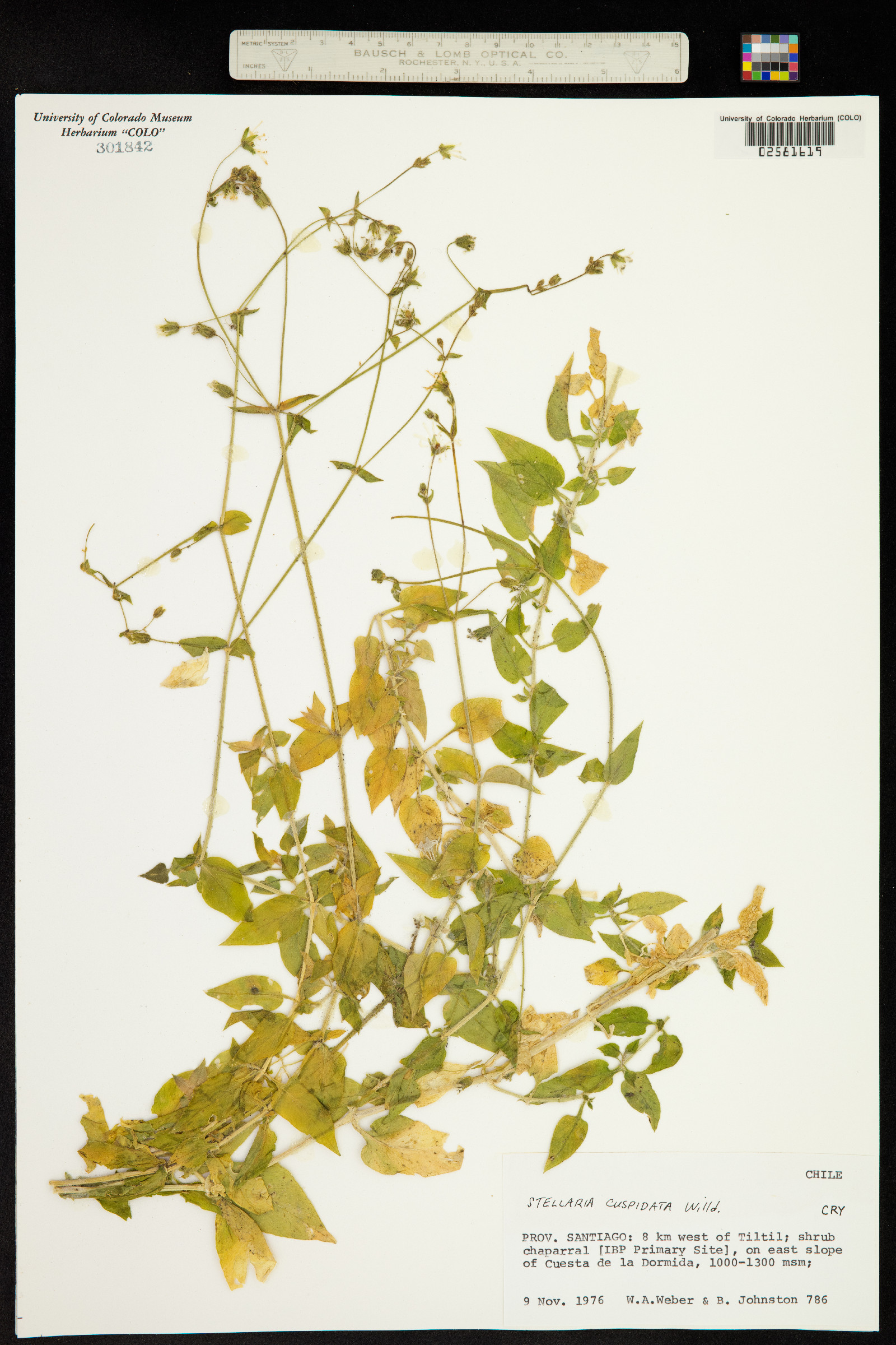 Stellaria cuspidata image