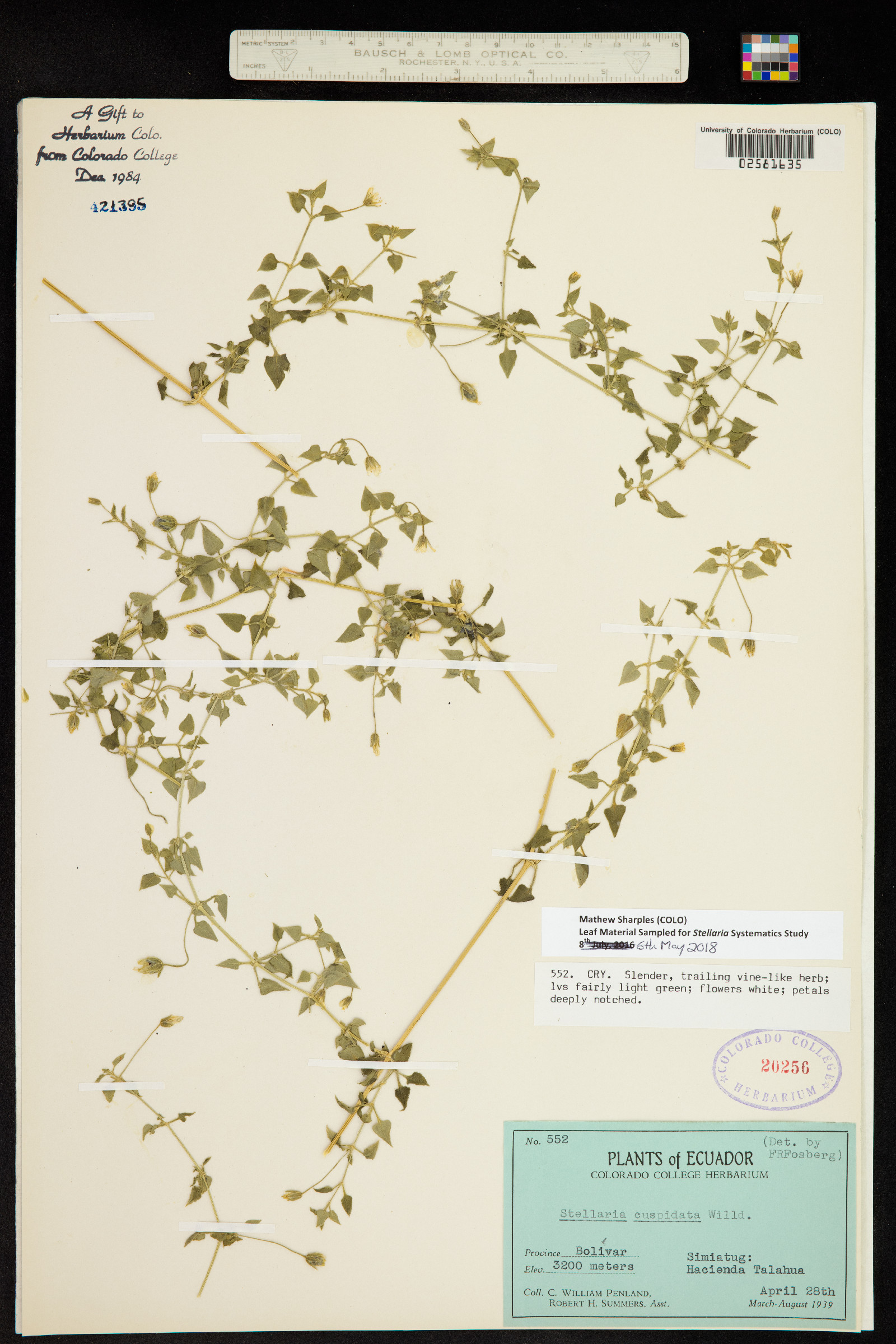 Stellaria cuspidata image