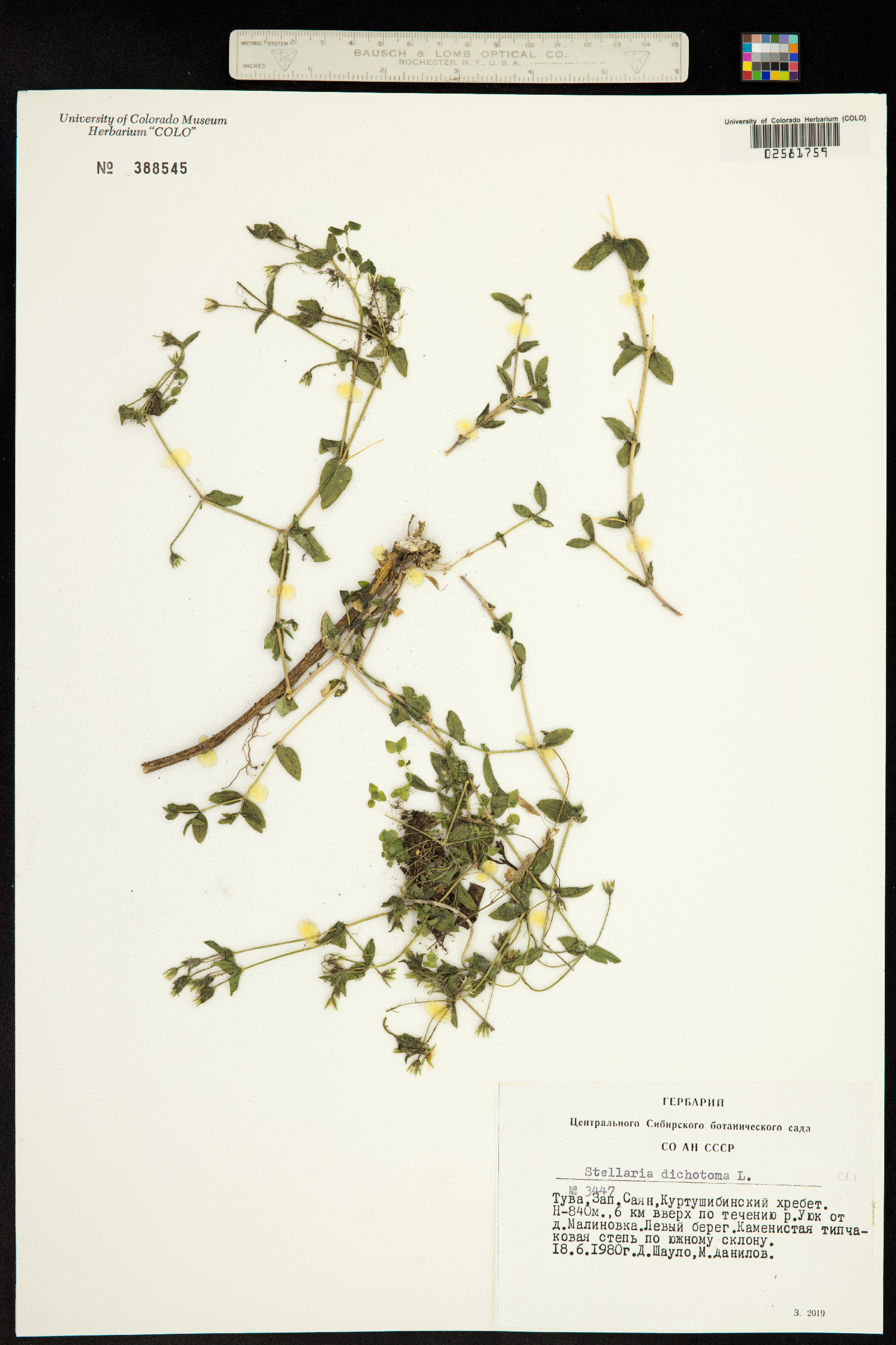 Stellaria dichotoma image