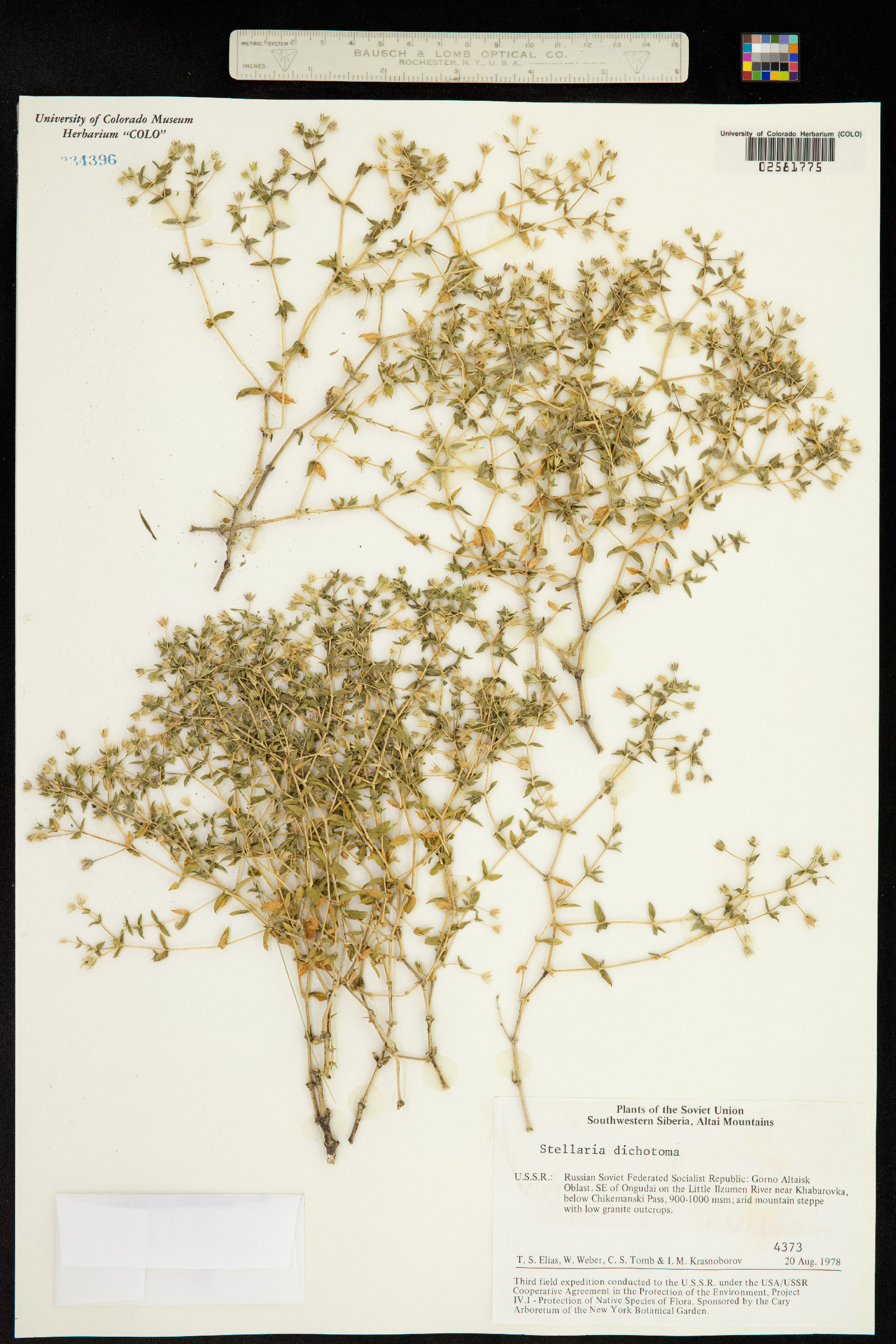 Stellaria dichotoma image