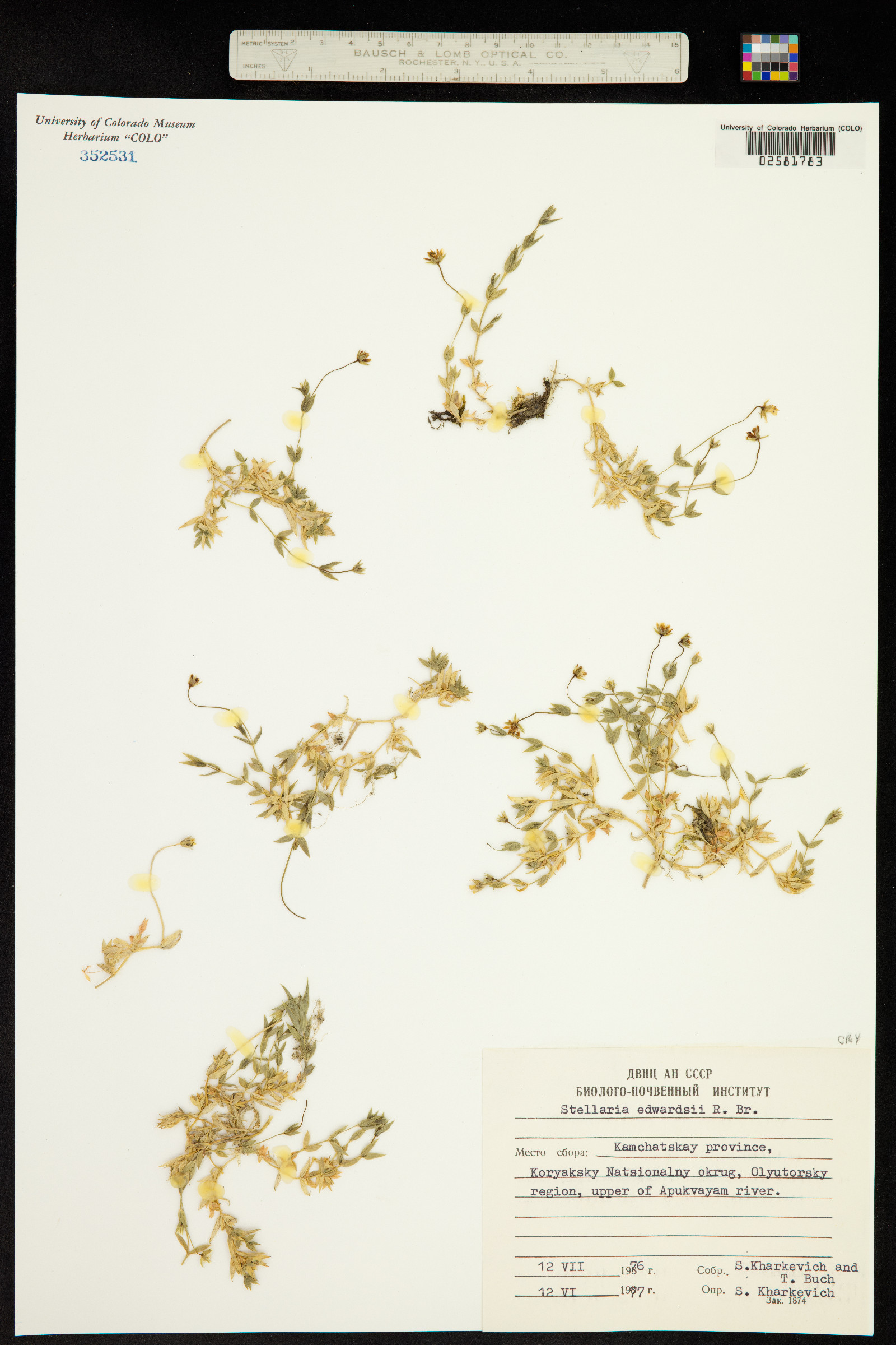 Stellaria longipes image
