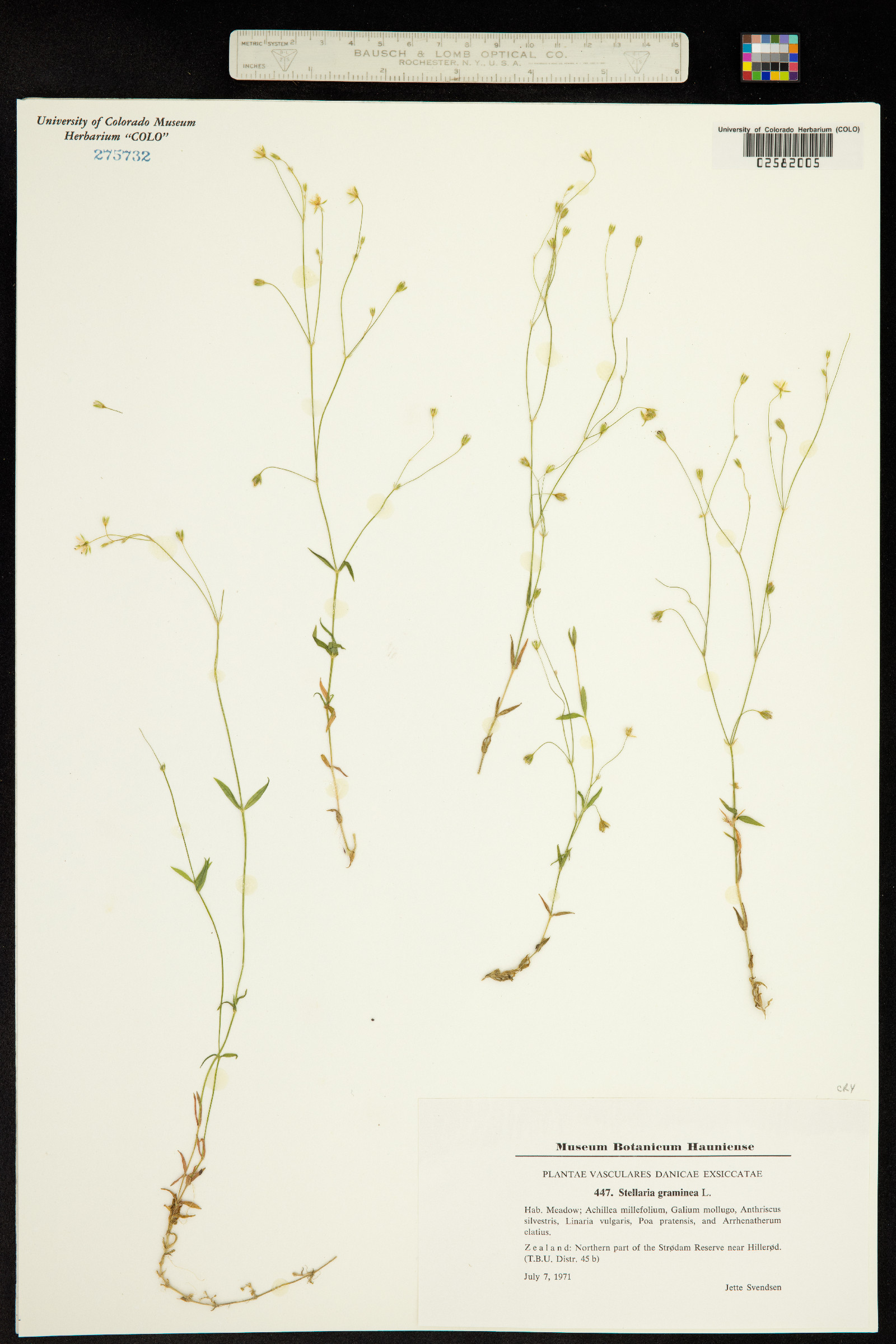 Stellaria graminea image