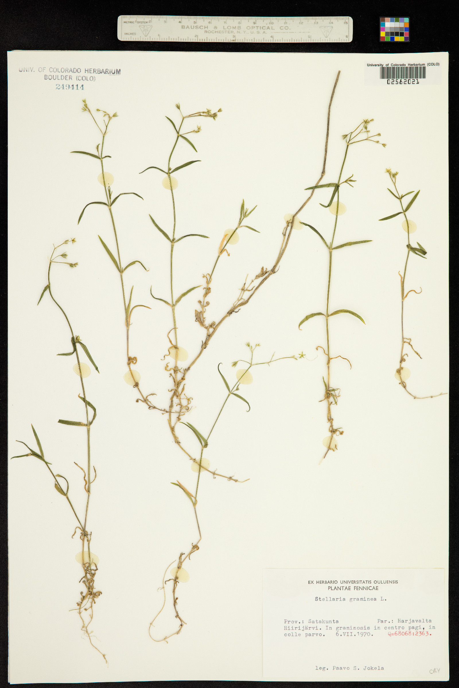 Stellaria graminea image