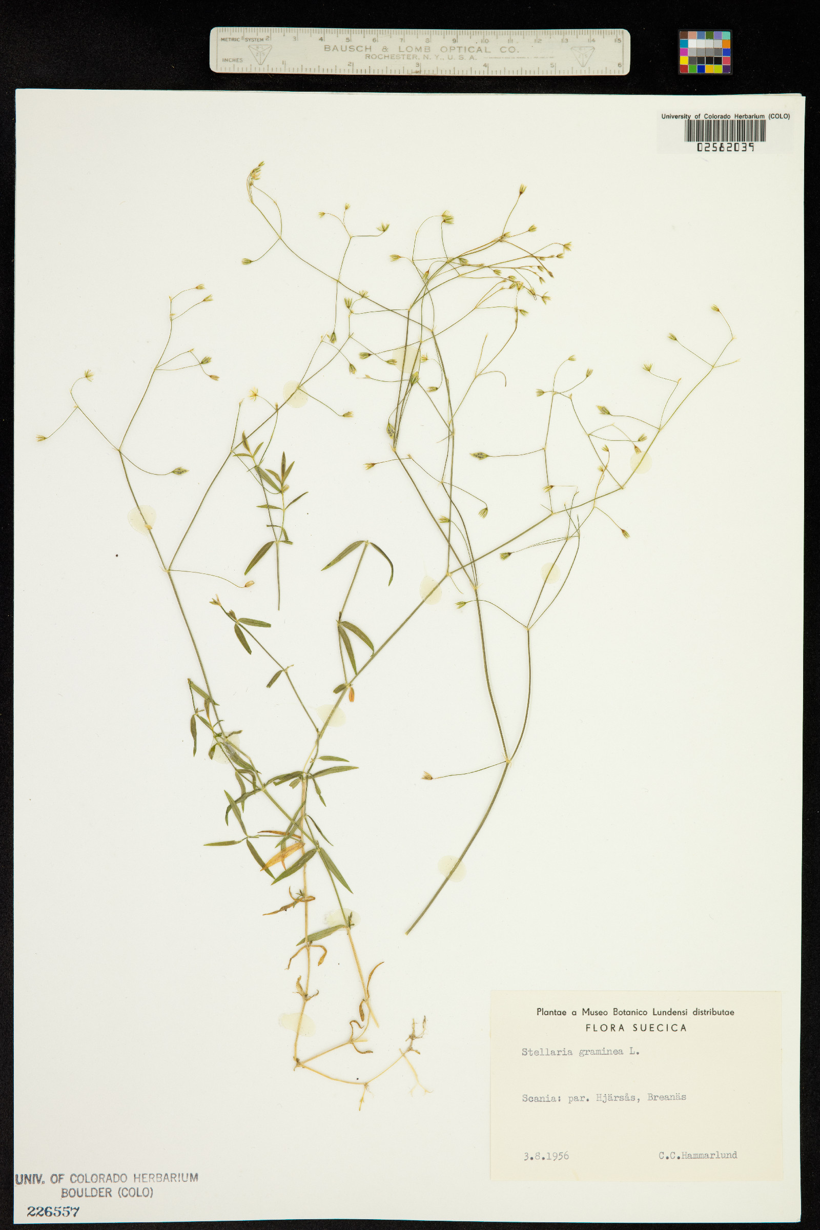 Stellaria graminea image