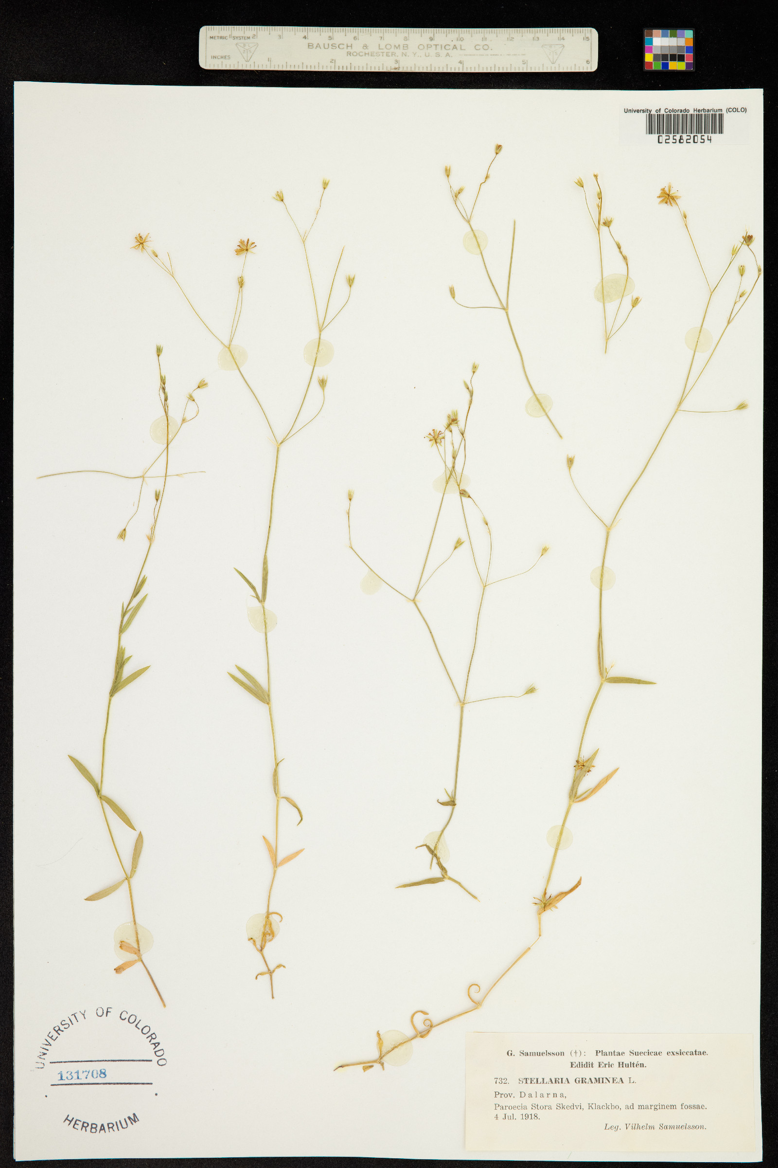 Stellaria graminea image