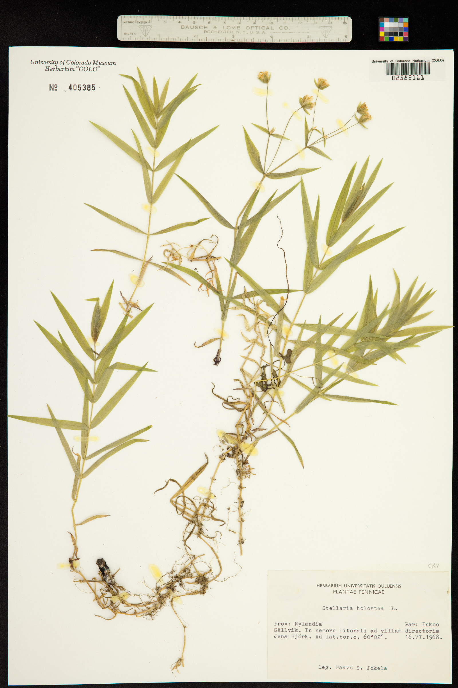 Stellaria holostea image