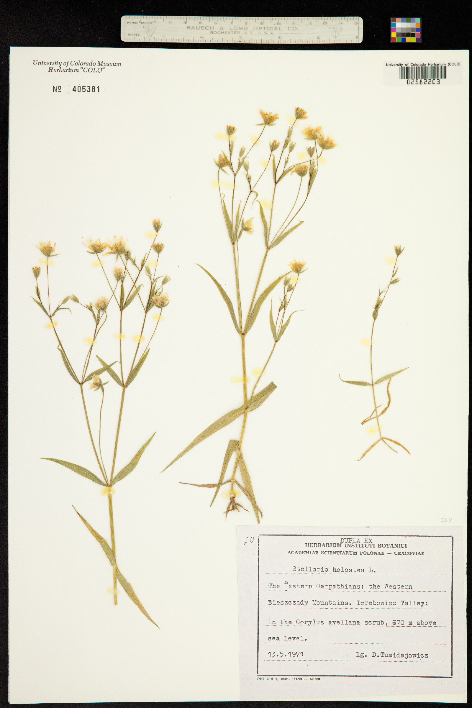 Stellaria holostea image