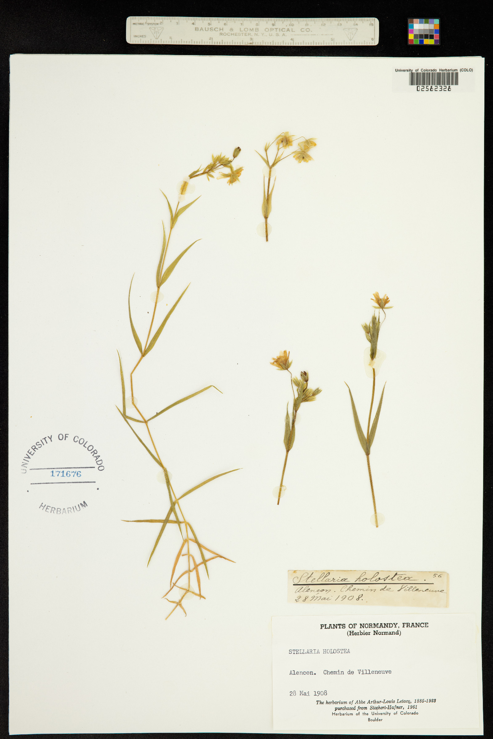 Stellaria holostea image