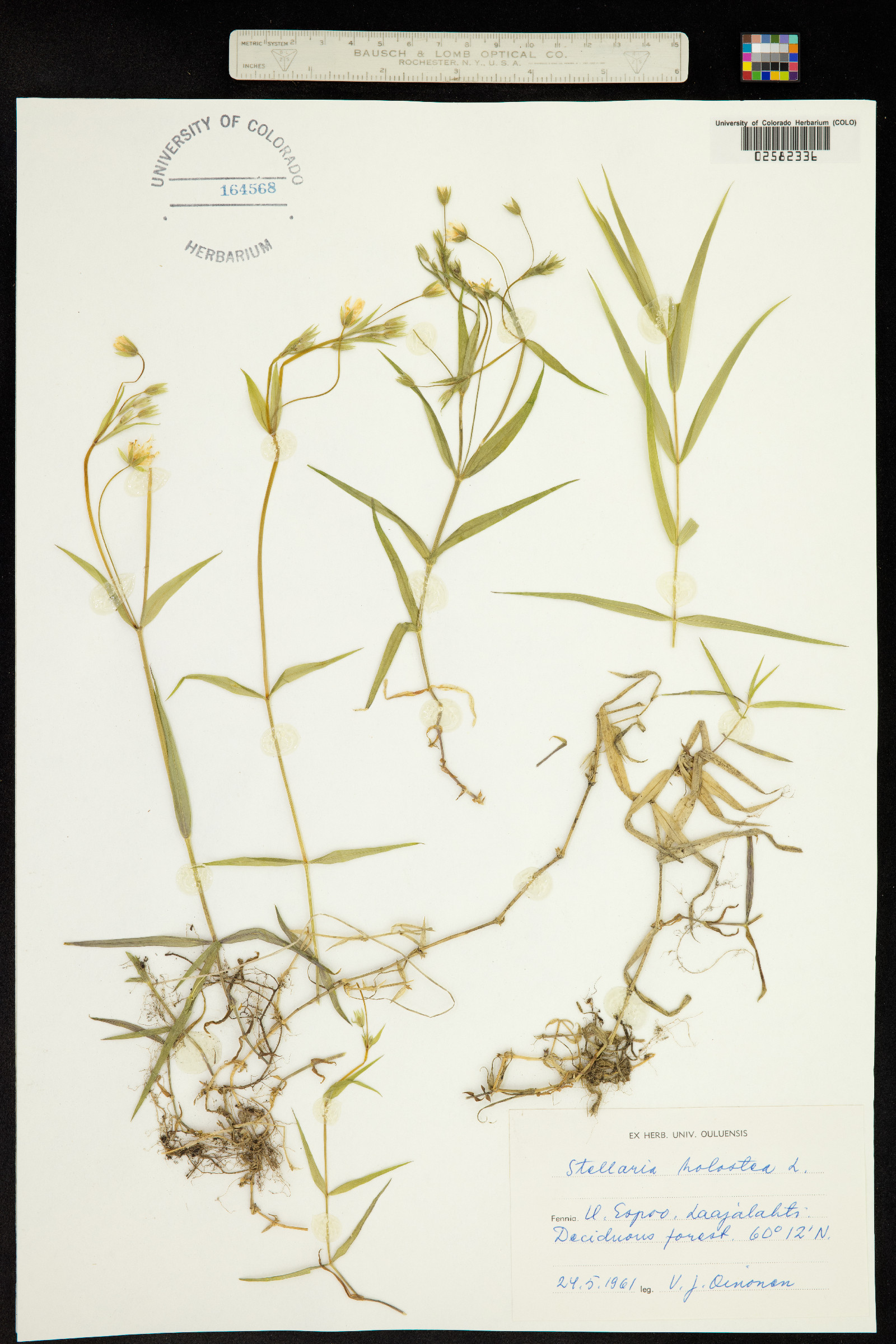 Stellaria holostea image