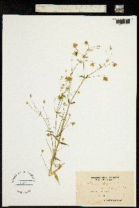 Image of Stellaria holostea