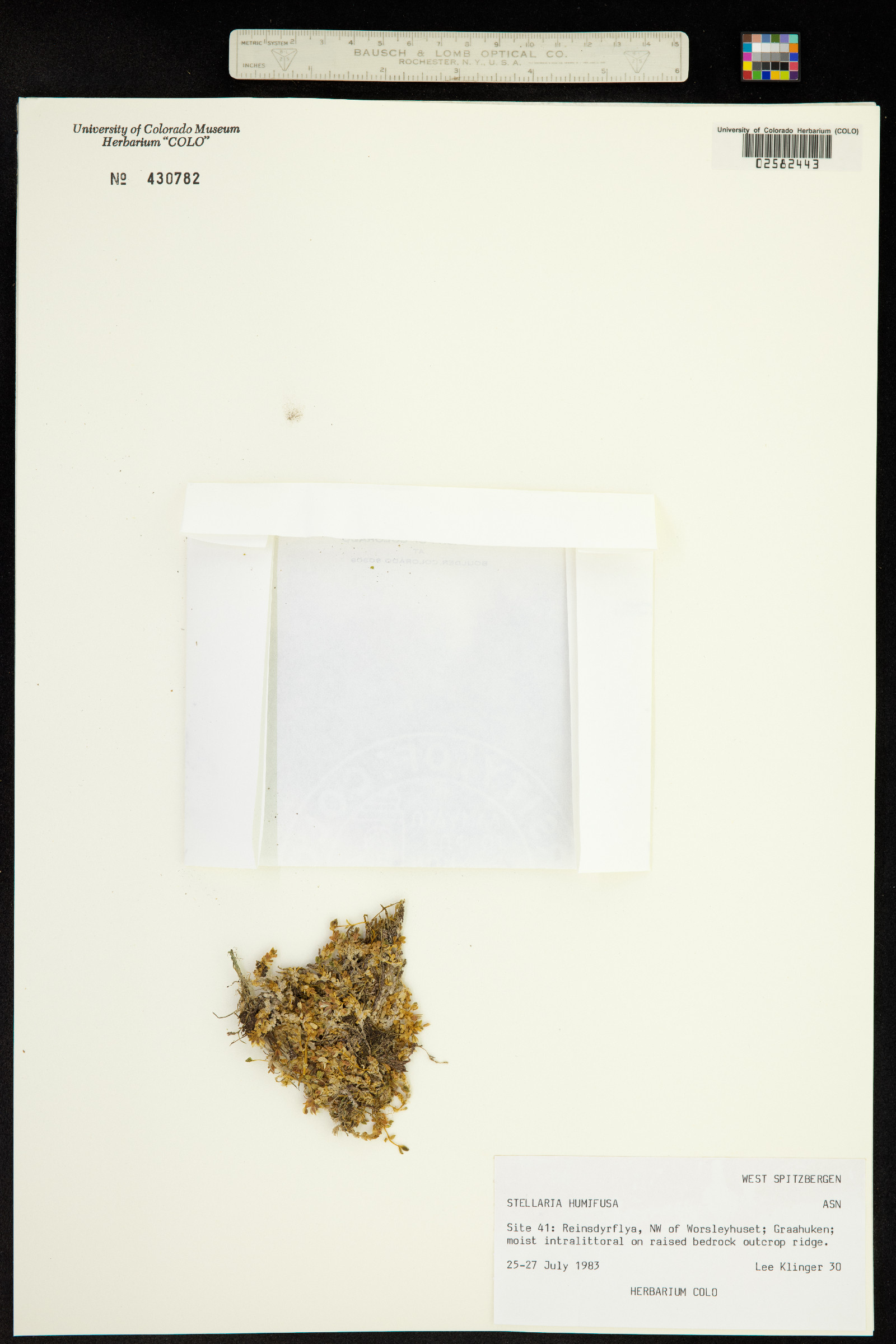 Stellaria humifusa image