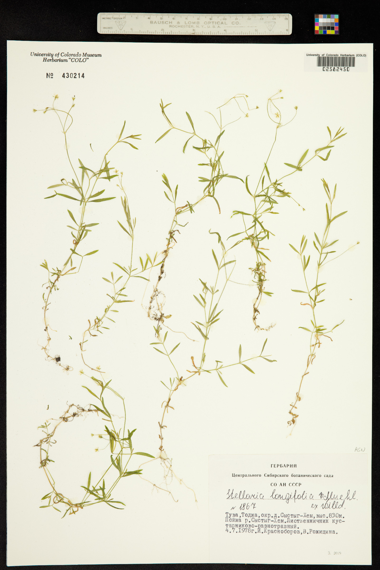 Stellaria longifolia image