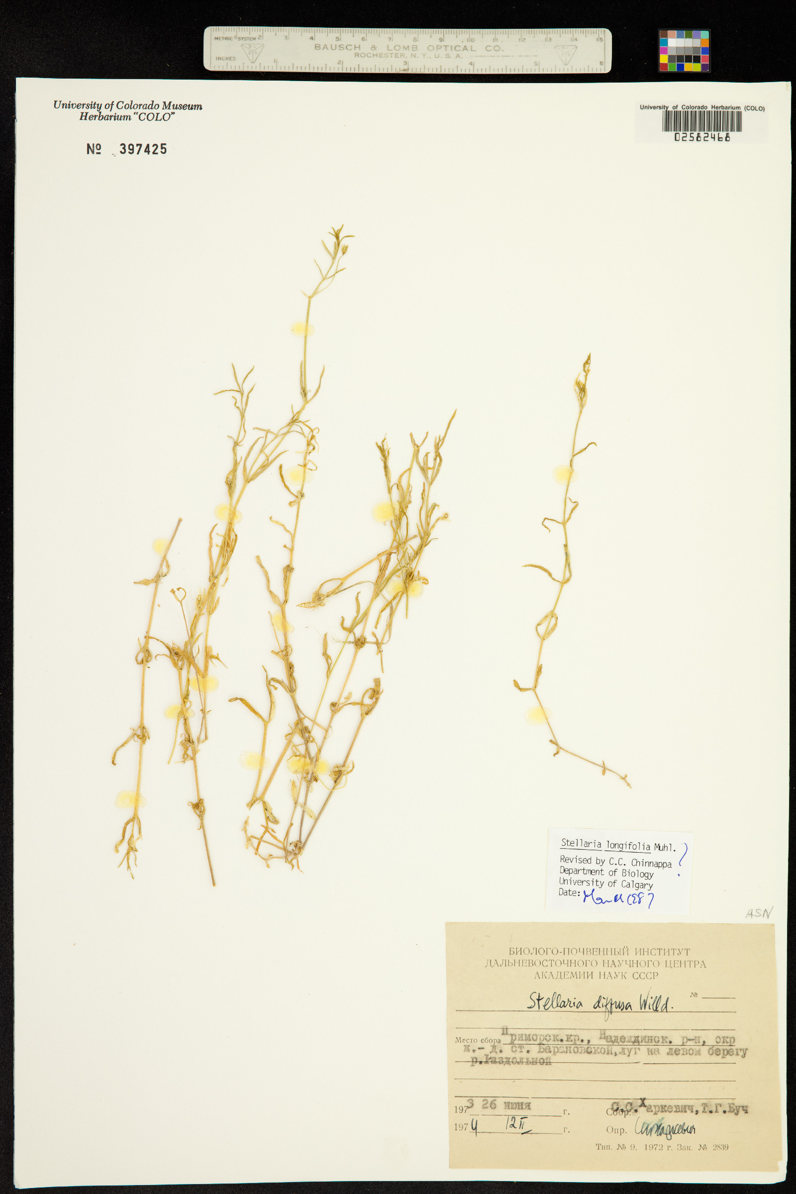 Stellaria longifolia image