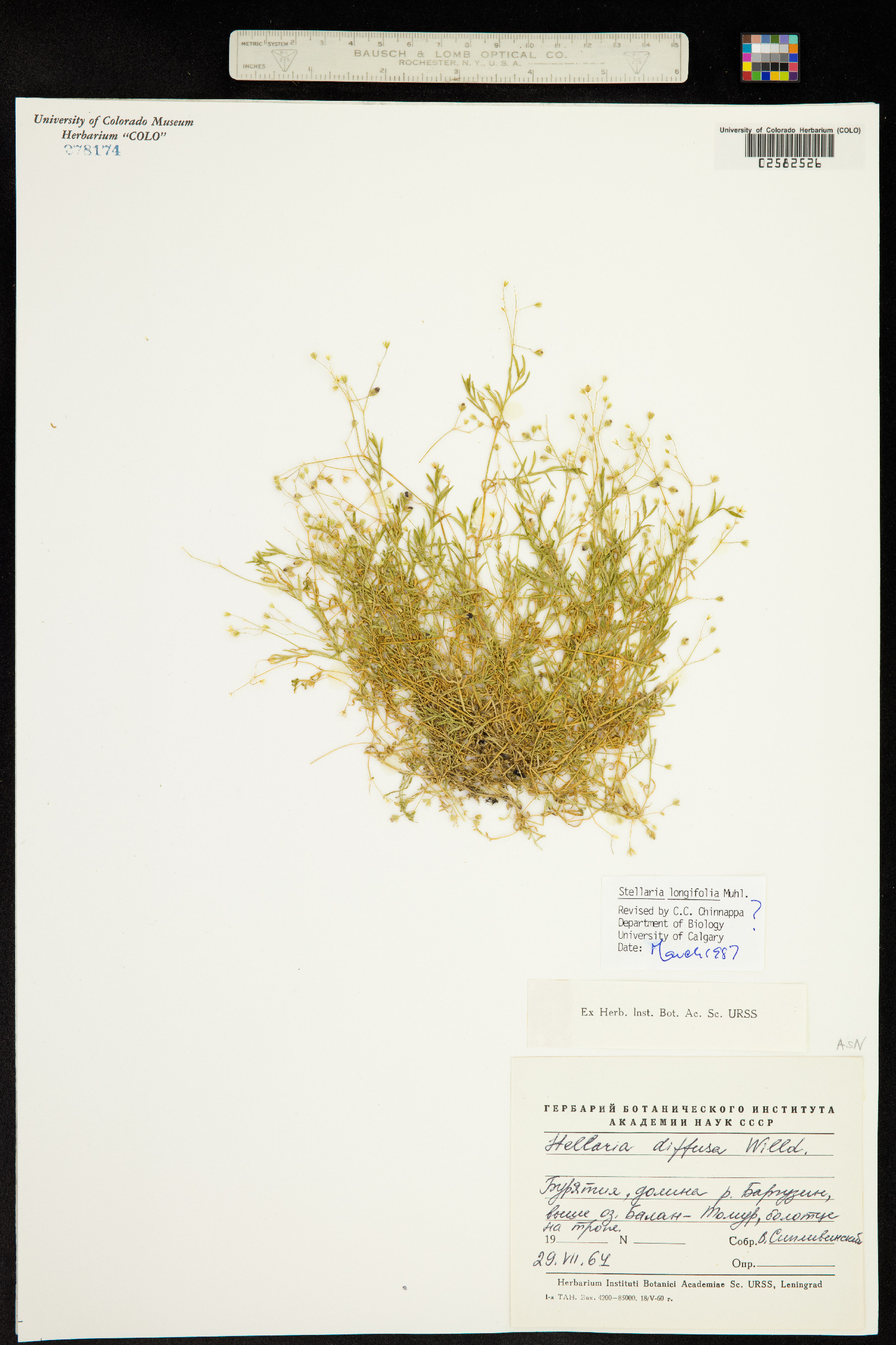 Stellaria longifolia image