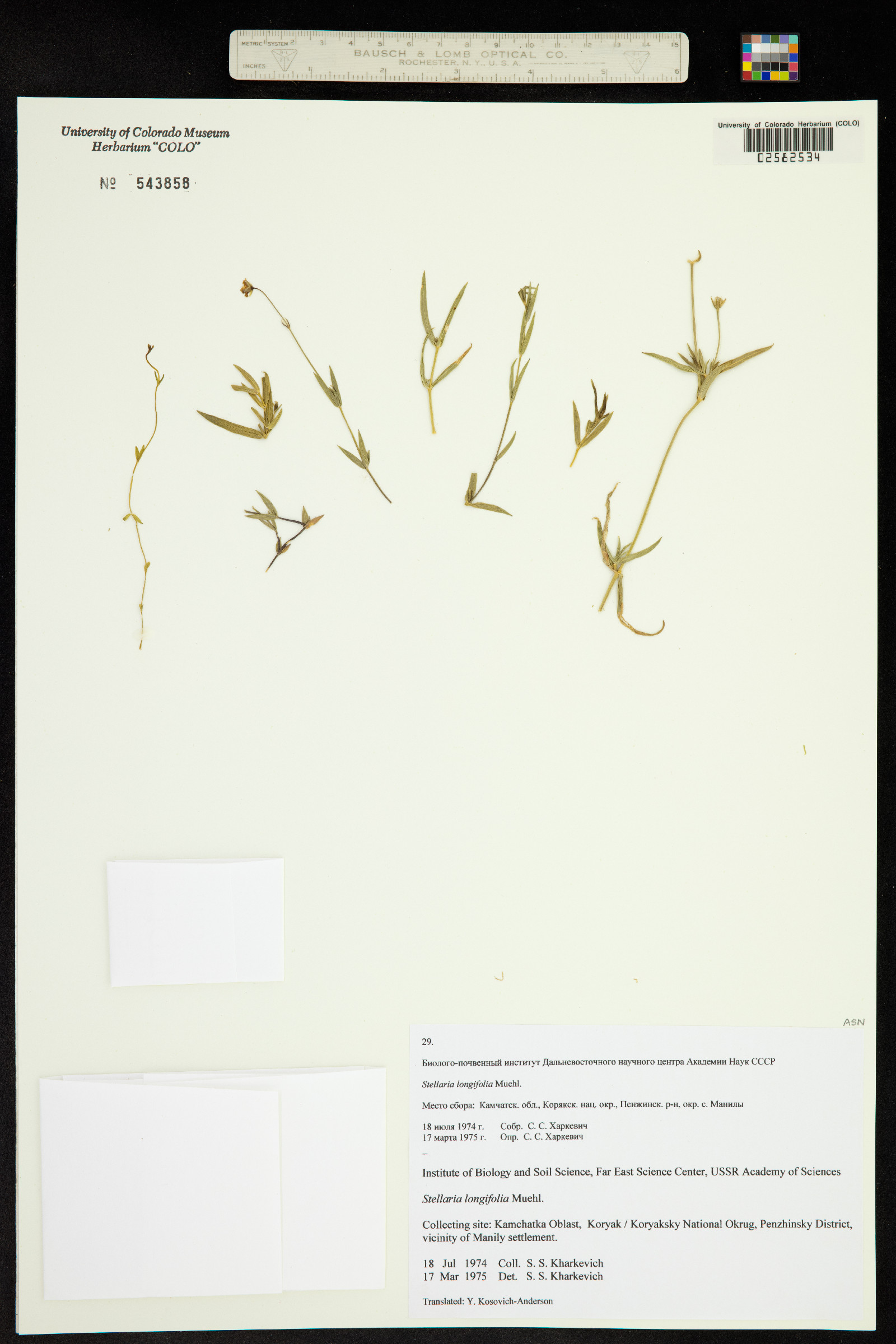 Stellaria longifolia image