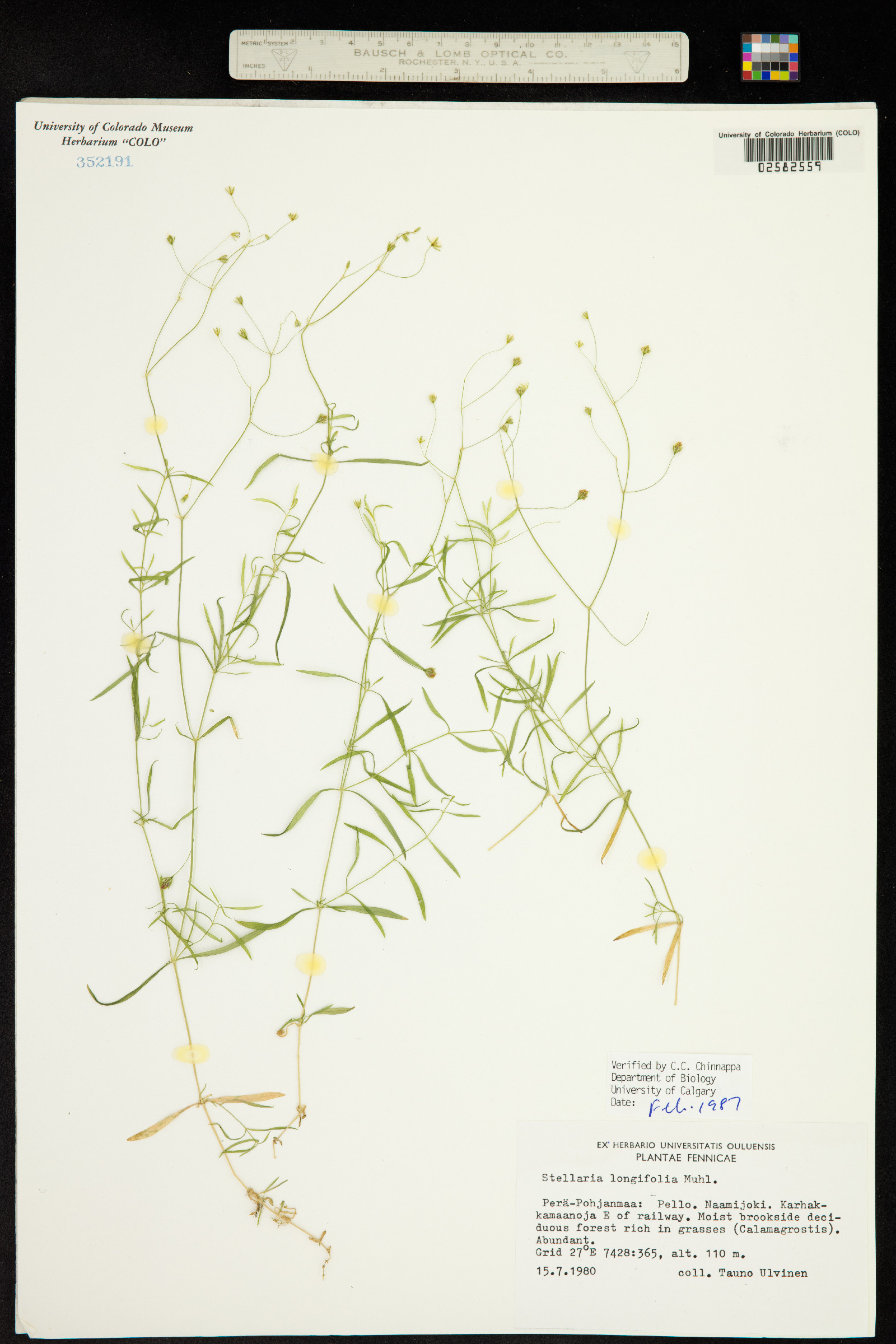 Stellaria longifolia image