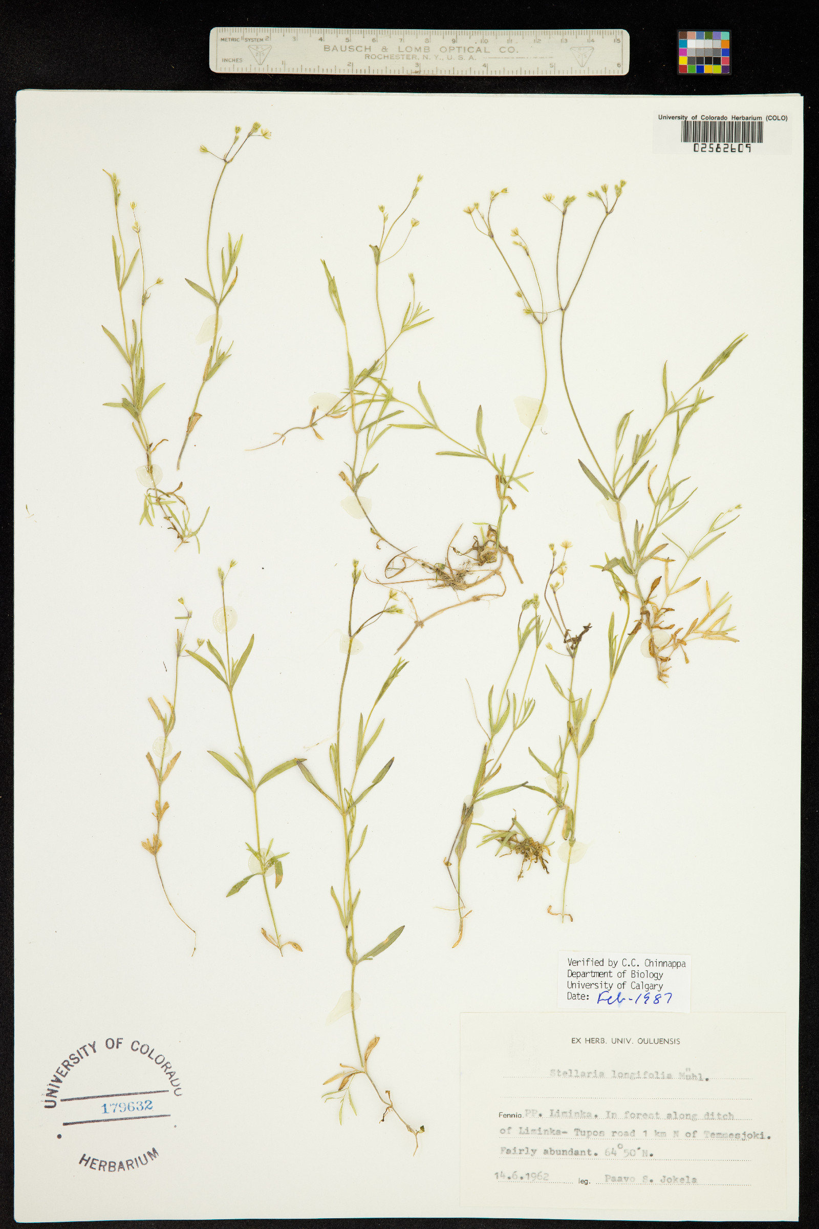 Stellaria longifolia image