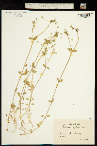 Stellaria neglecta image