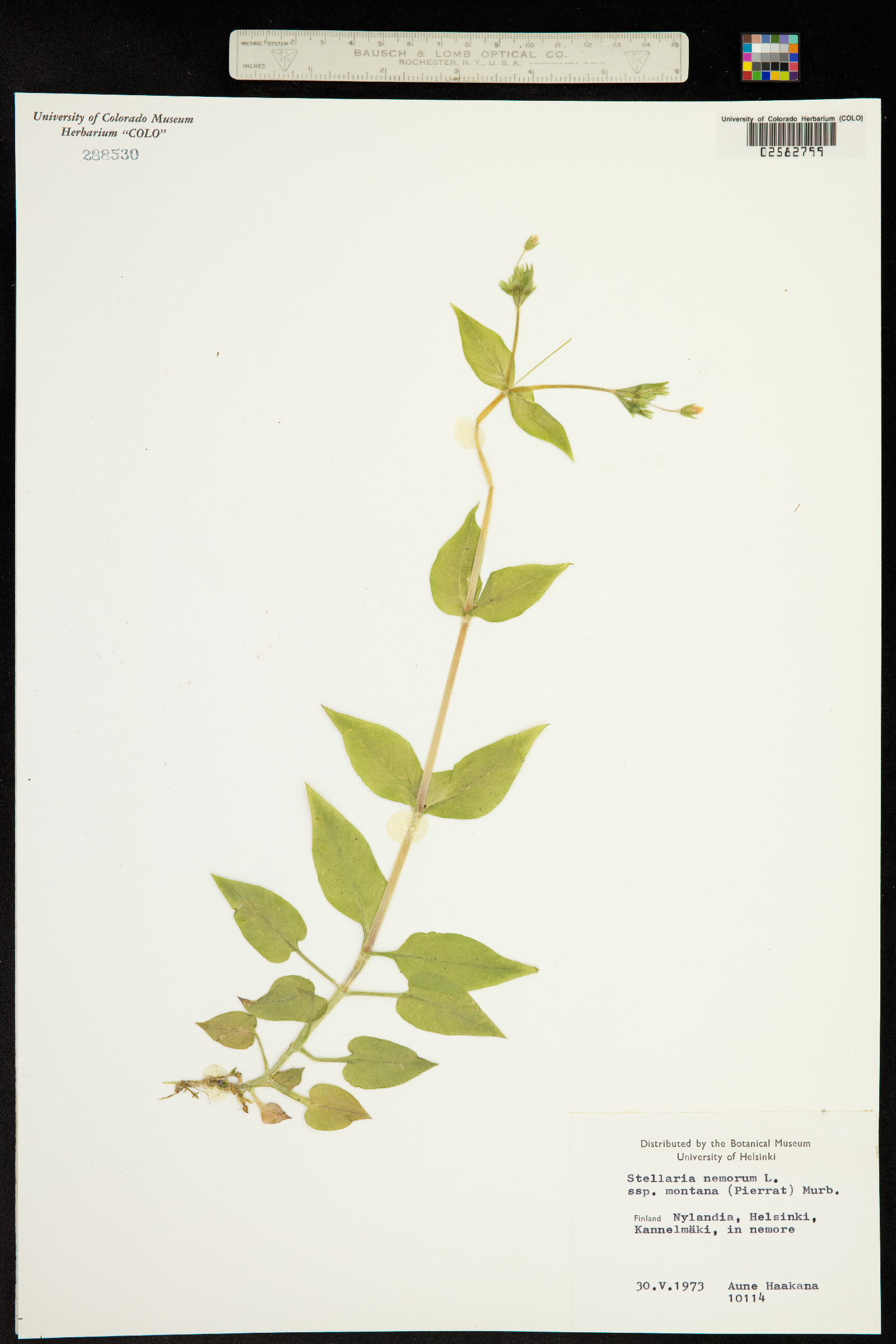 Stellaria image