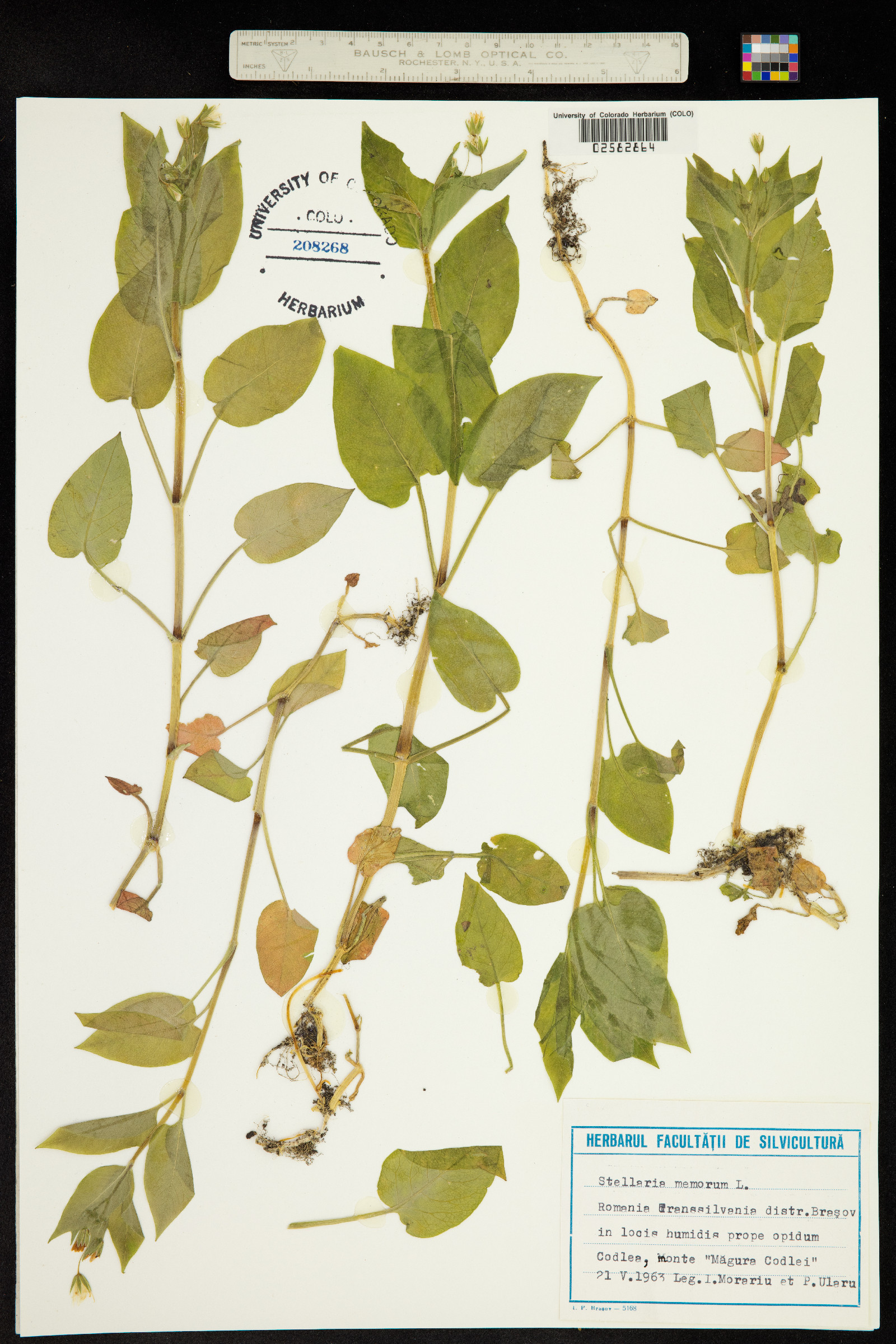 Stellaria nemorum image