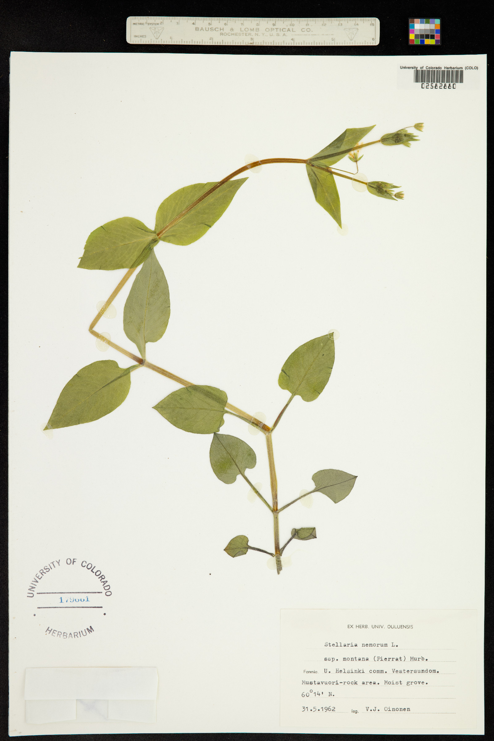 Stellaria nemorum image