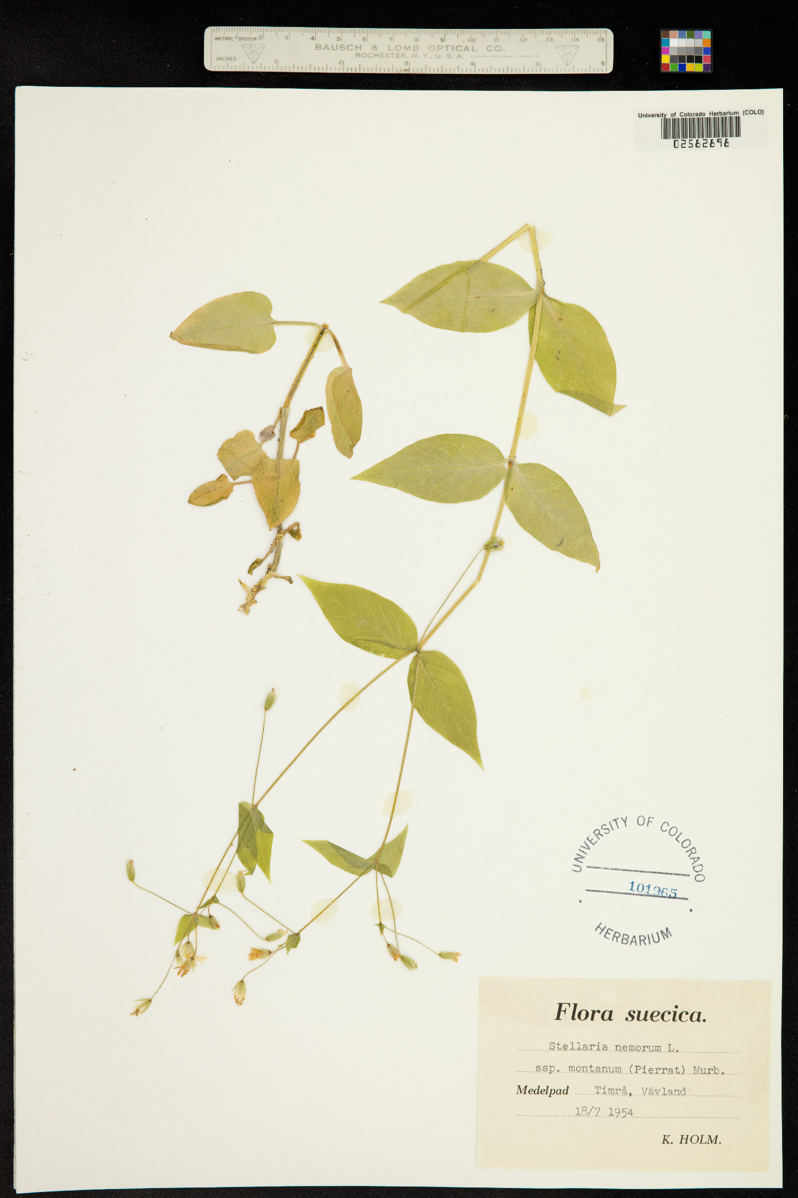 Stellaria nemorum image